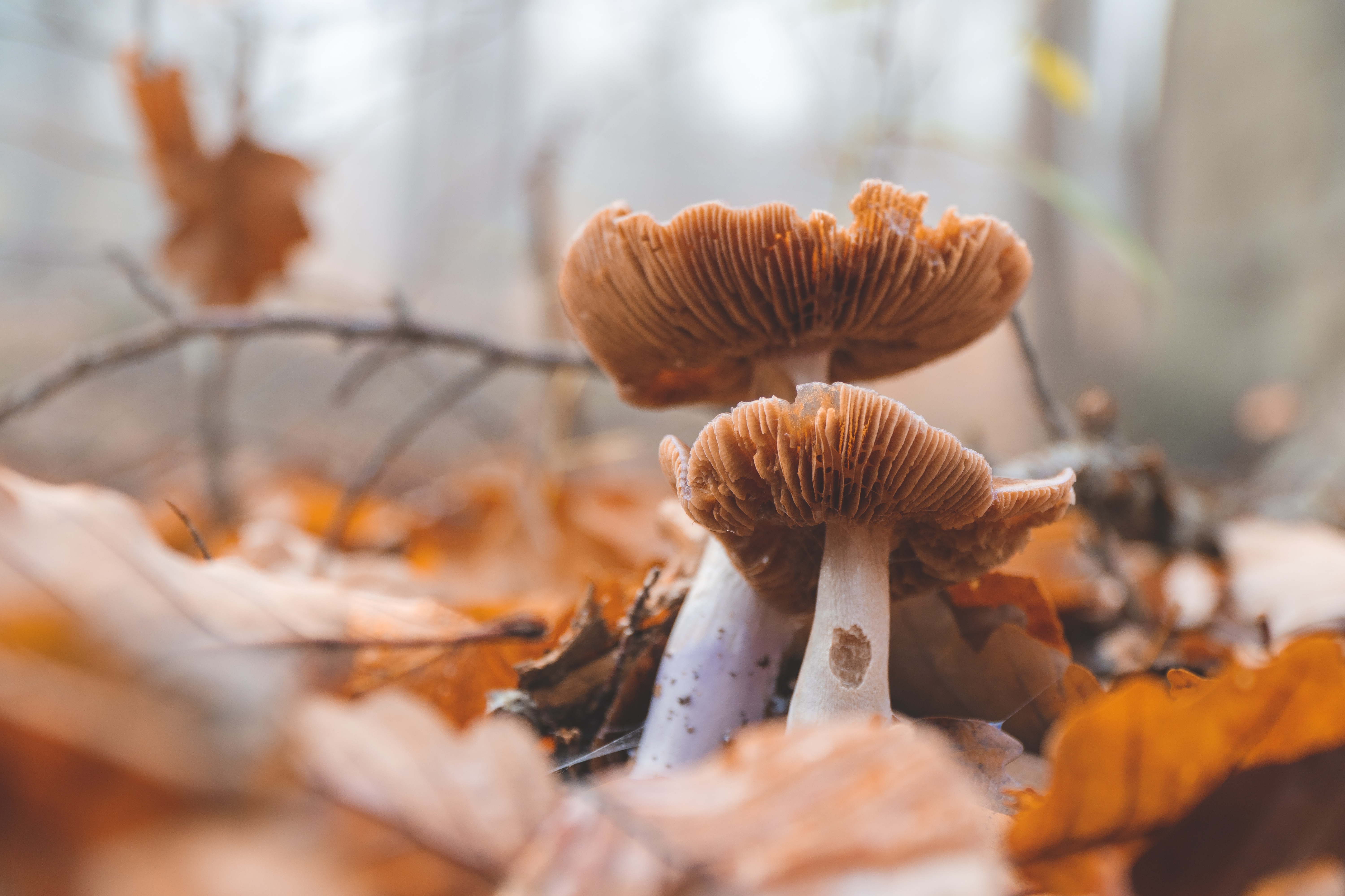 Laden Sie das Natur, Herbst, Makro, Pilz, Erde/natur-Bild kostenlos auf Ihren PC-Desktop herunter