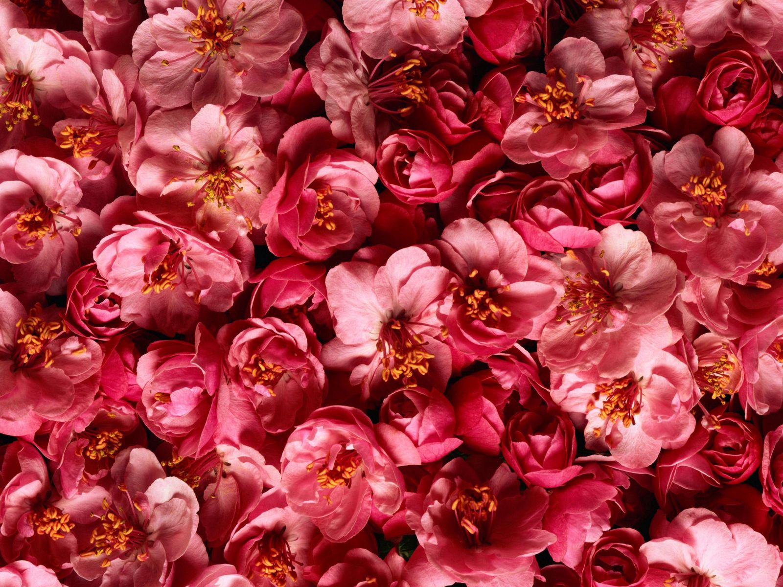 133133 завантажити шпалери квіти, рожевий, розпущене, вільні, бутони, бутонів, рожеві - заставки і картинки безкоштовно