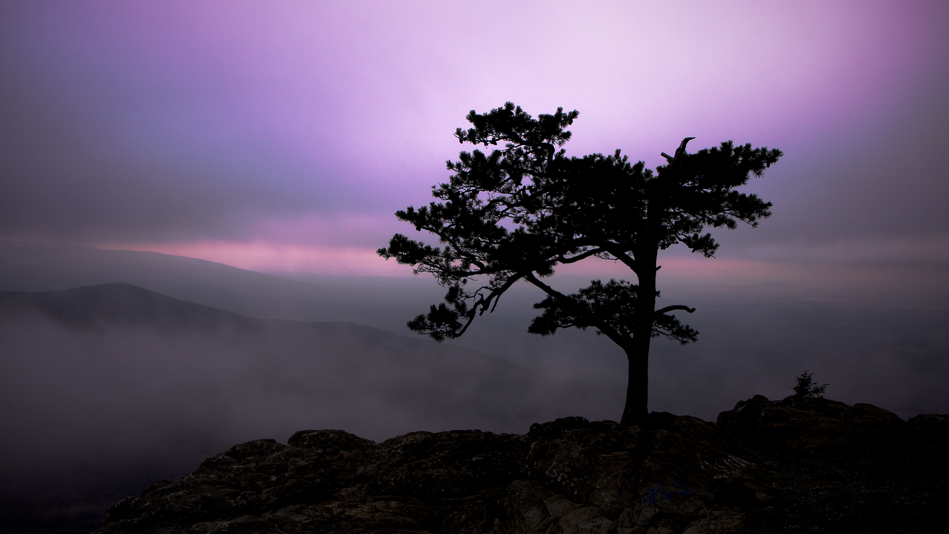 Descarga gratuita de fondo de pantalla para móvil de Árbol, Tierra/naturaleza.