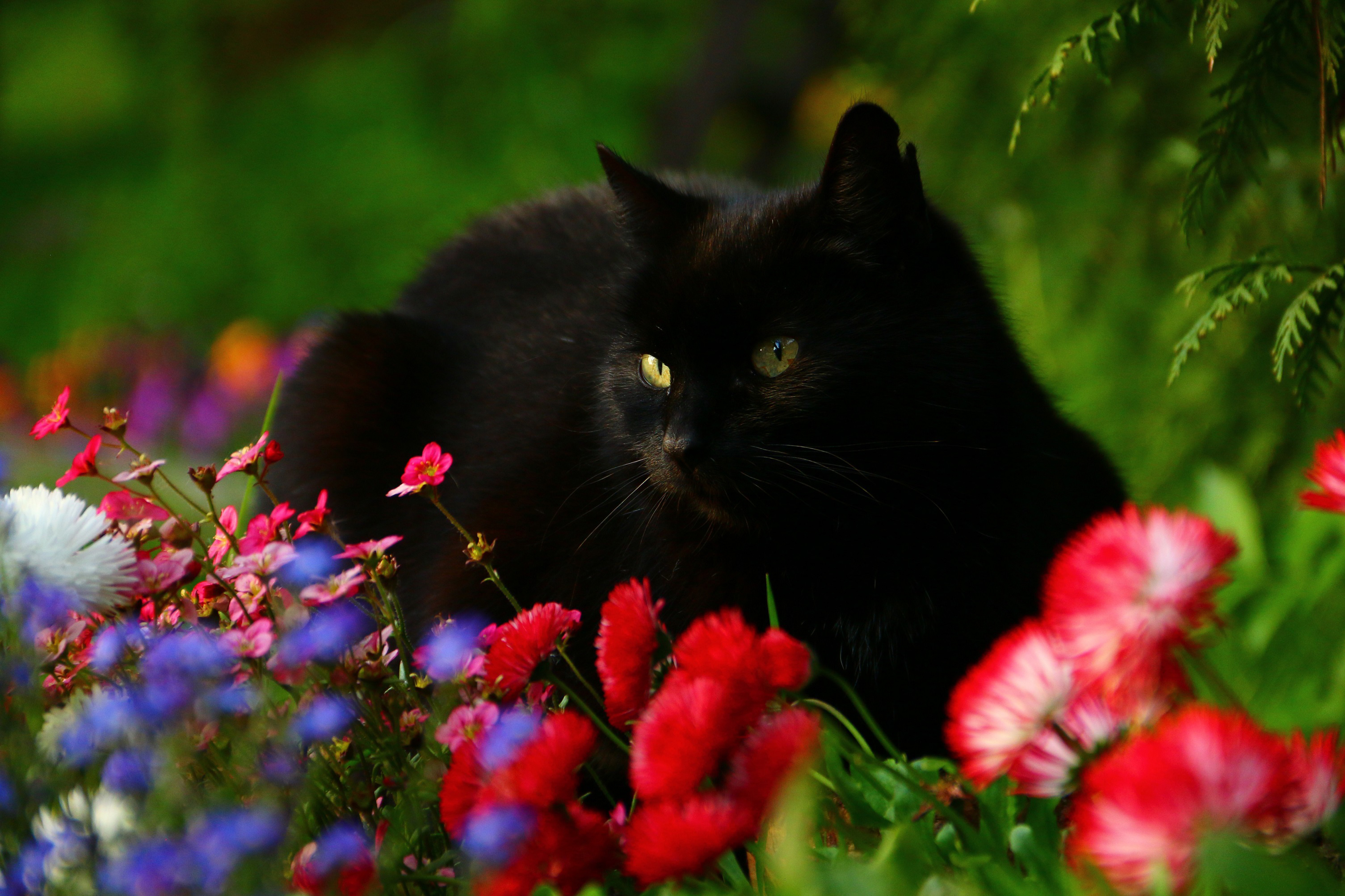 Handy-Wallpaper Tiere, Katzen, Blume, Katze kostenlos herunterladen.