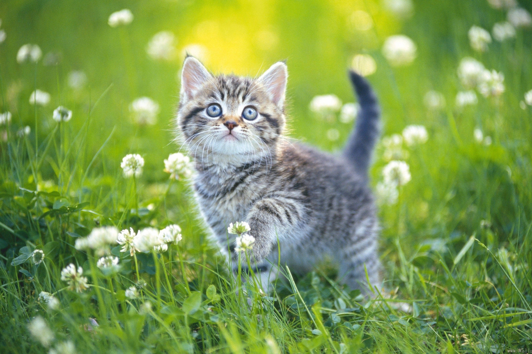 Free download wallpaper Cats, Grass, Flower, Cat, Kitten, Animal, Spring, Cute, Baby Animal on your PC desktop