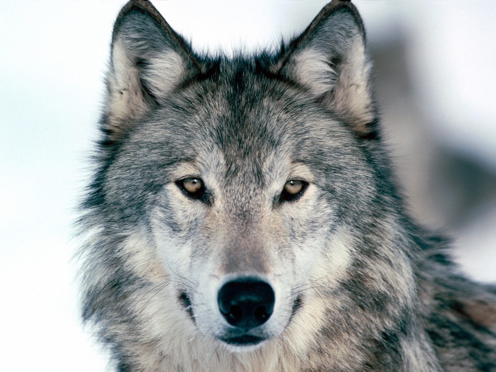 4432 descargar fondo de pantalla lobos, animales, gris: protectores de pantalla e imágenes gratis