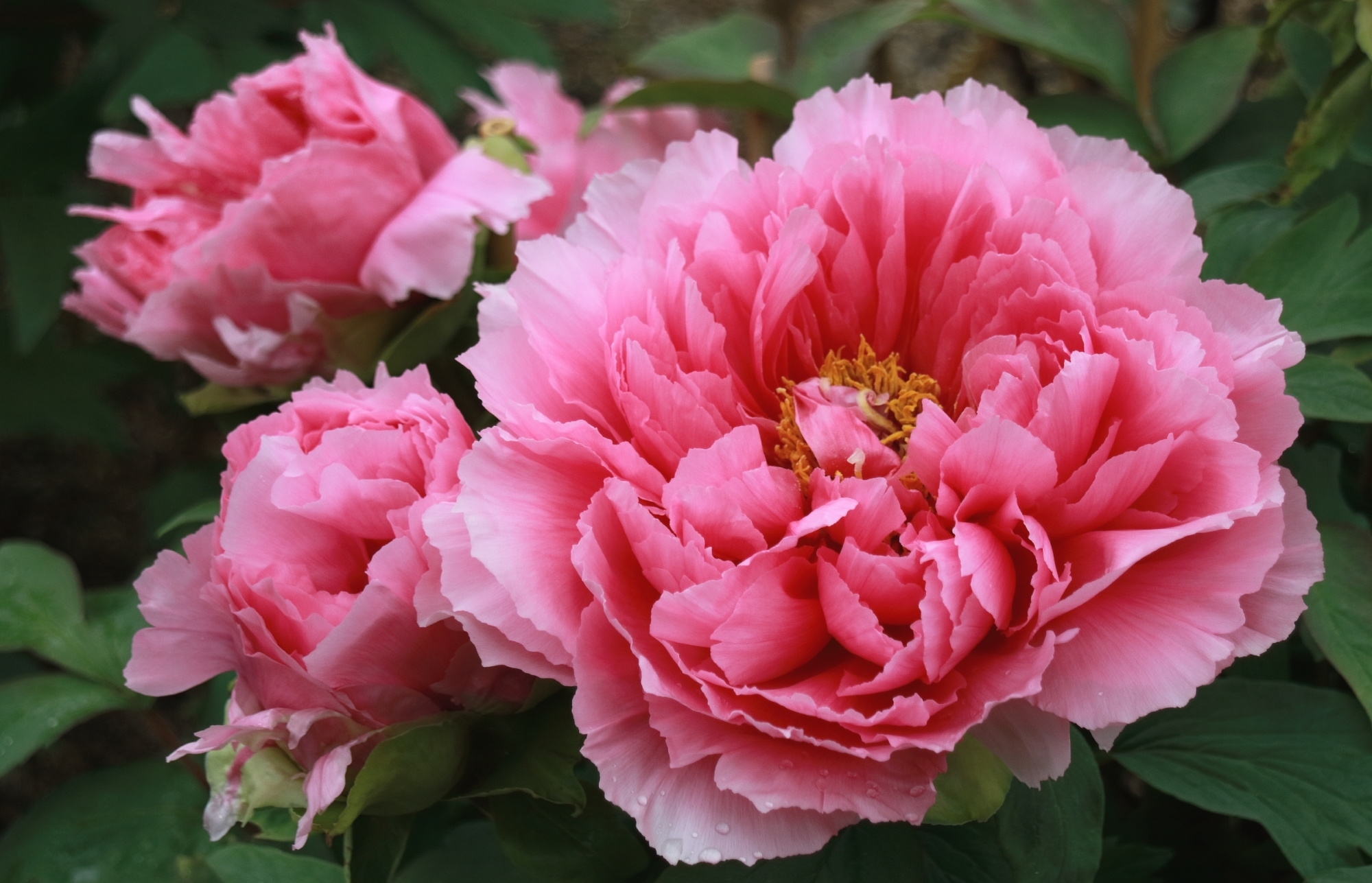 416511 завантажити картинку рожева квітка, півонія, земля, впритул, квітка, природа, флауерзи - шпалери і заставки безкоштовно