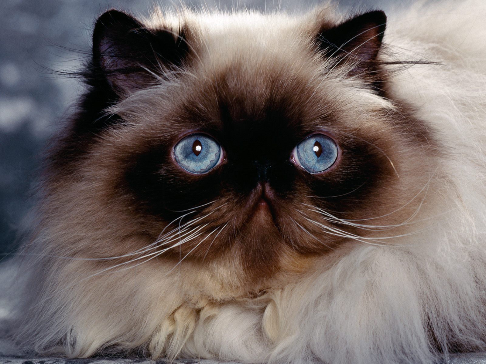 Laden Sie das Katze, Katzen, Tiere-Bild kostenlos auf Ihren PC-Desktop herunter