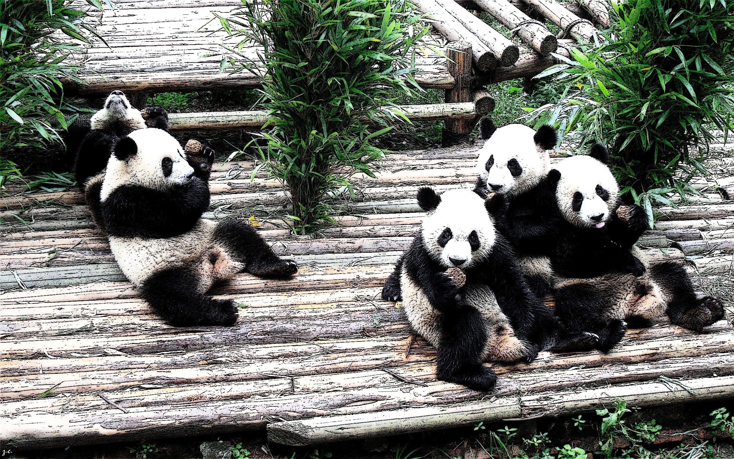 Descarga gratuita de fondo de pantalla para móvil de Animales, Oso, Panda.