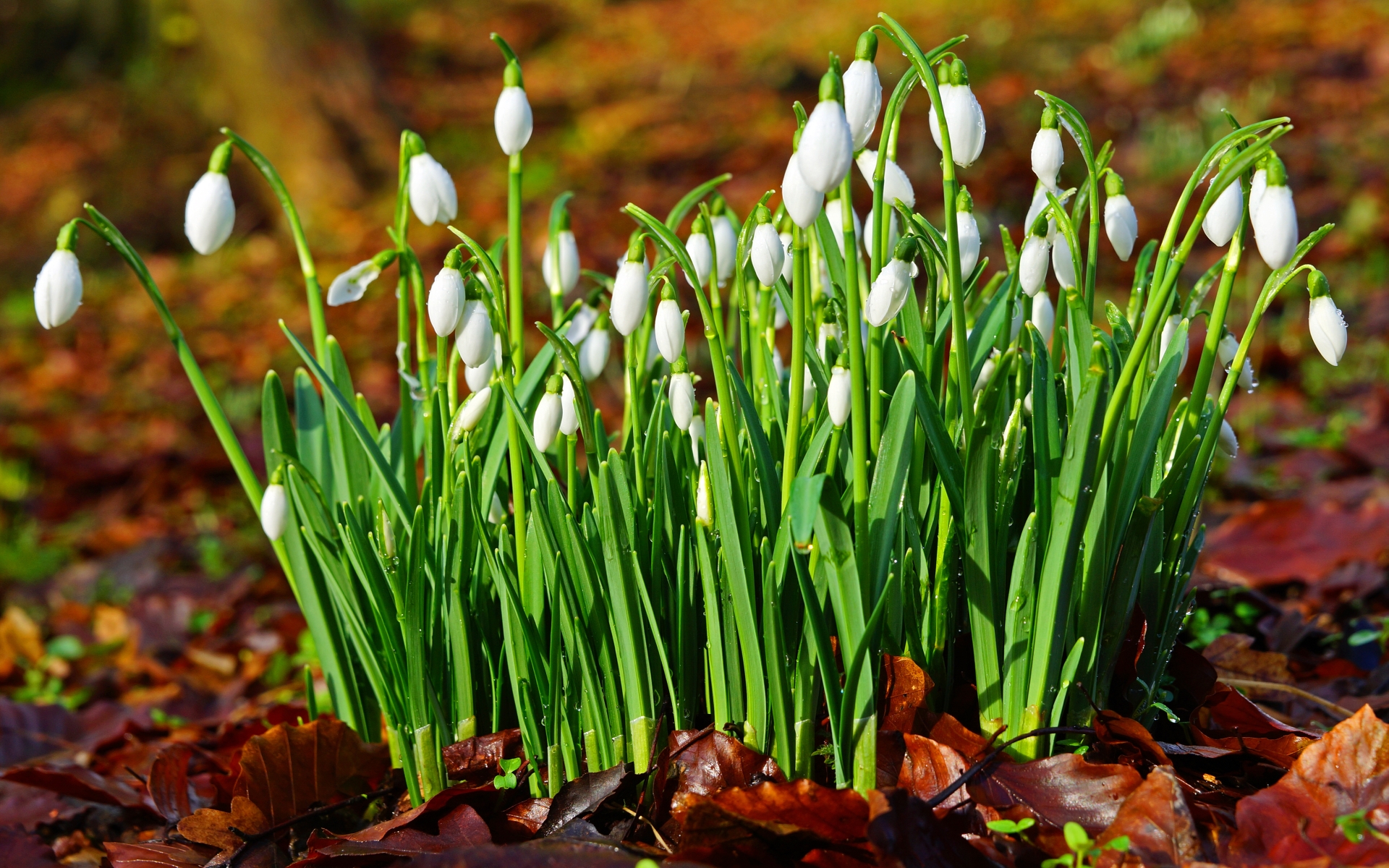 Laden Sie das Blumen, Schneeglöckchen, Erde/natur-Bild kostenlos auf Ihren PC-Desktop herunter