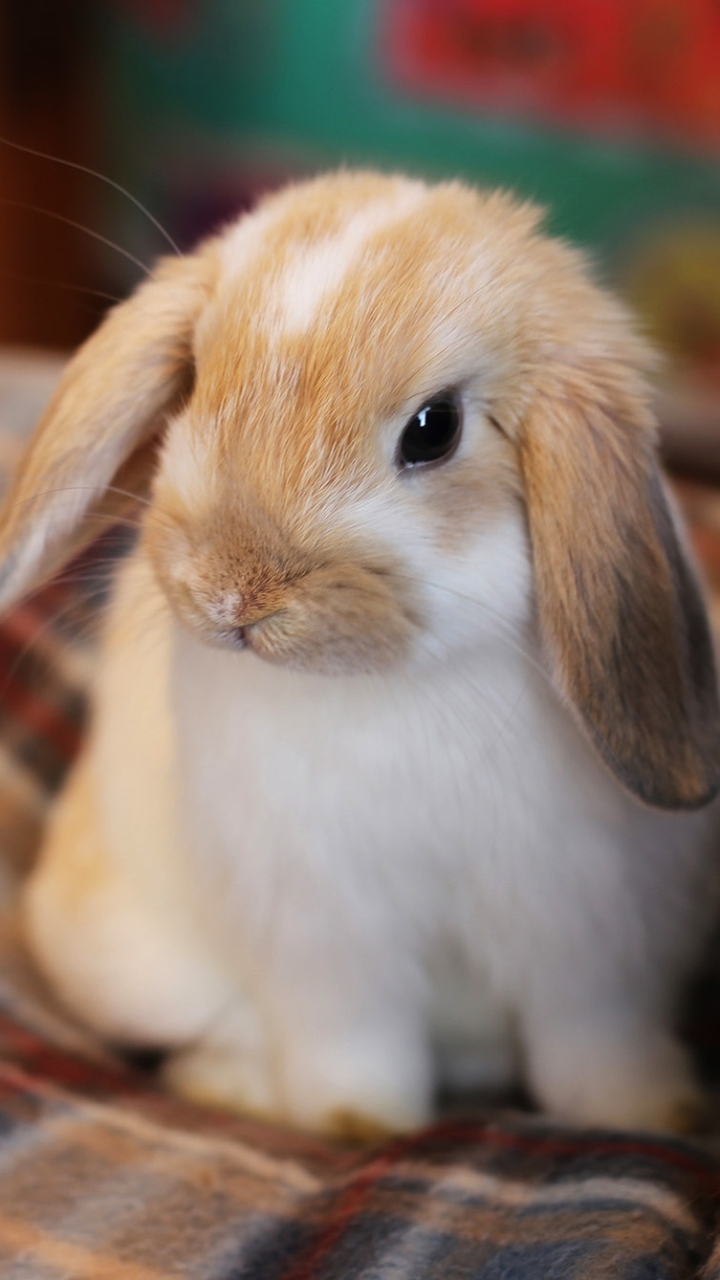 Download mobile wallpaper Animal, Rabbit, Baby Animal for free.