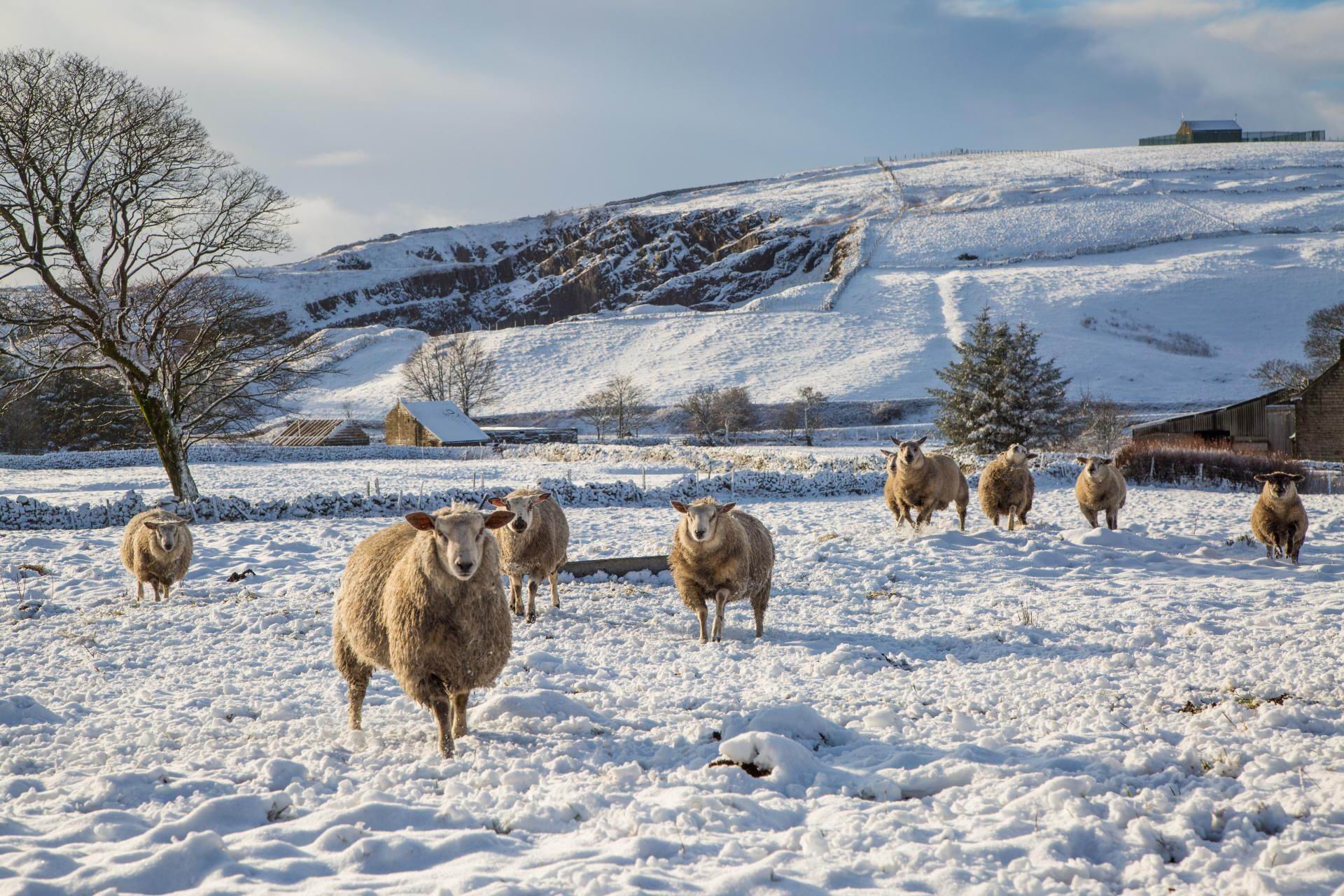 PCデスクトップに動物, 冬, 雪, 羊画像を無料でダウンロード