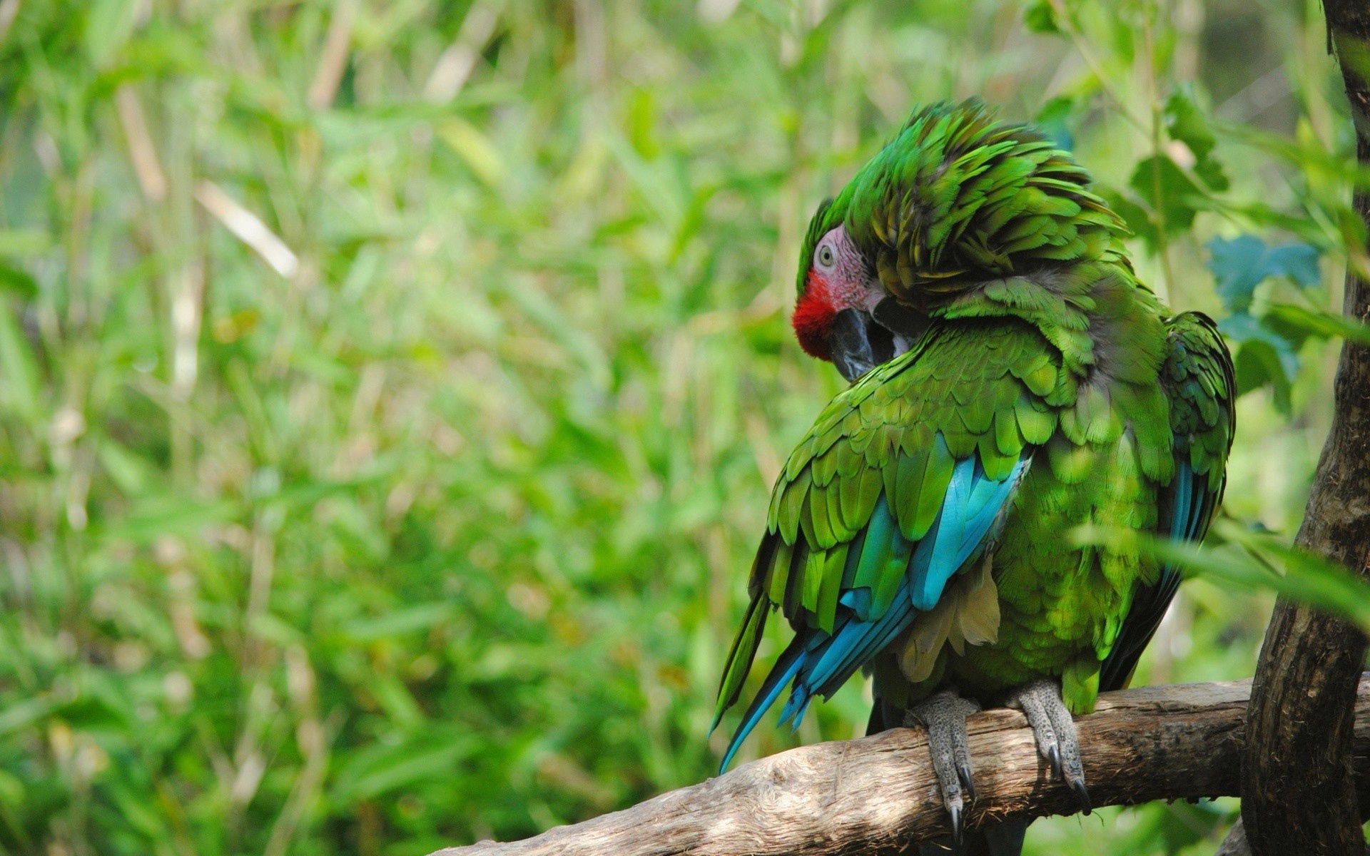 Laden Sie das Tiere, Feder, Vogel, Papageien, Farbe-Bild kostenlos auf Ihren PC-Desktop herunter