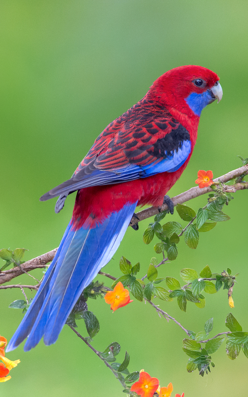 1183201 Hintergrundbild herunterladen tiere, rosella, purpurrote rosella, papagei, vögel - Bildschirmschoner und Bilder kostenlos