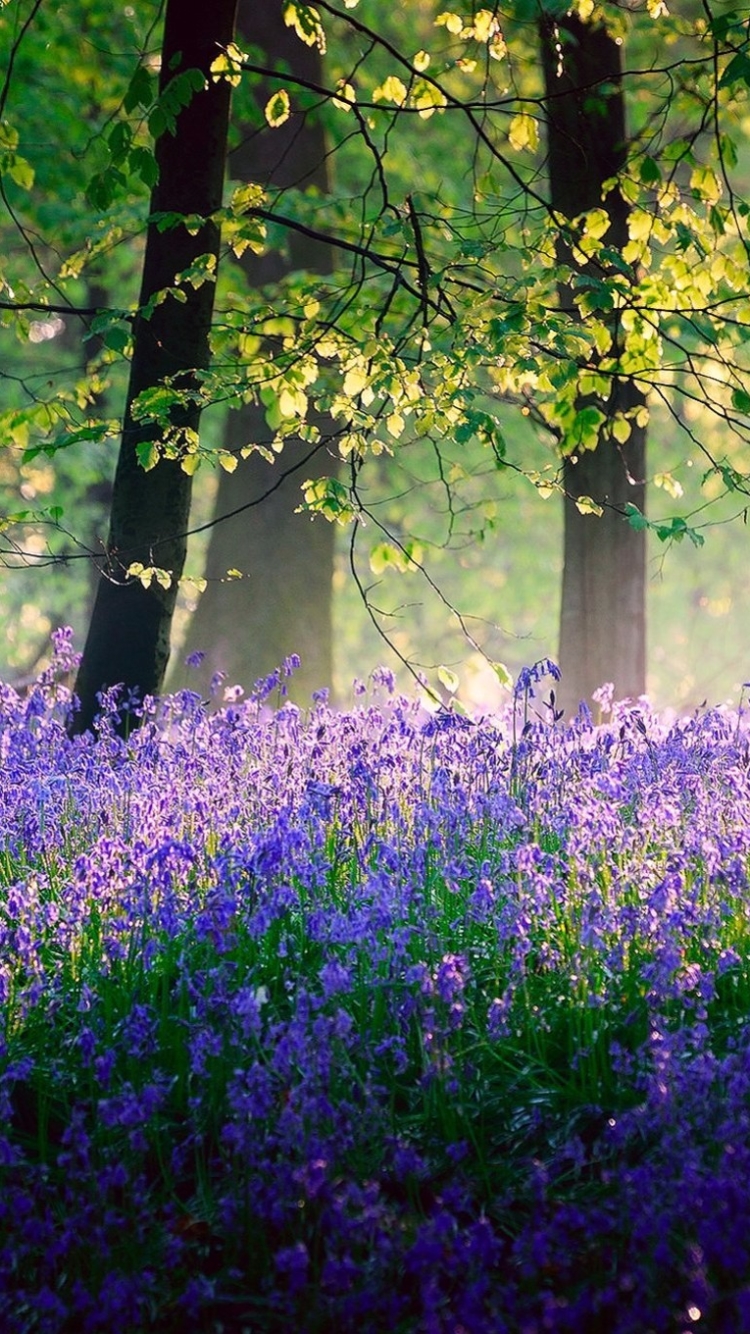 Скачать картинку Цветок, Лес, Дерево, Земля, Весна, Фиолетовый Цветок, Земля/природа в телефон бесплатно.