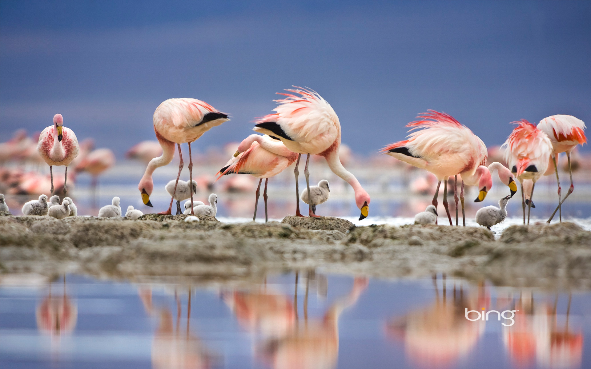 307157 baixar papel de parede animais, flamingo, aves - protetores de tela e imagens gratuitamente