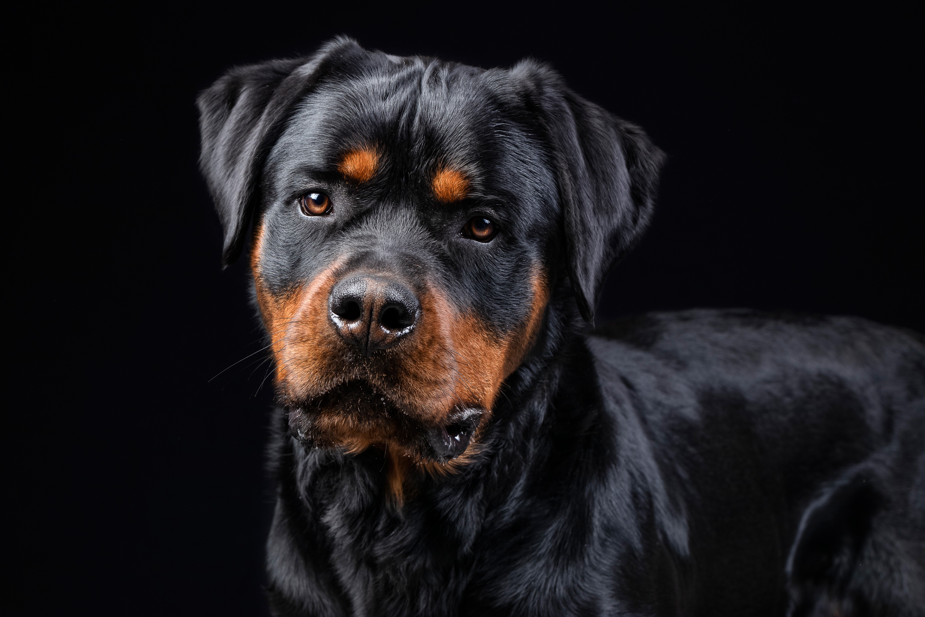 Laden Sie das Tiere, Hunde, Hund, Rottweiler-Bild kostenlos auf Ihren PC-Desktop herunter