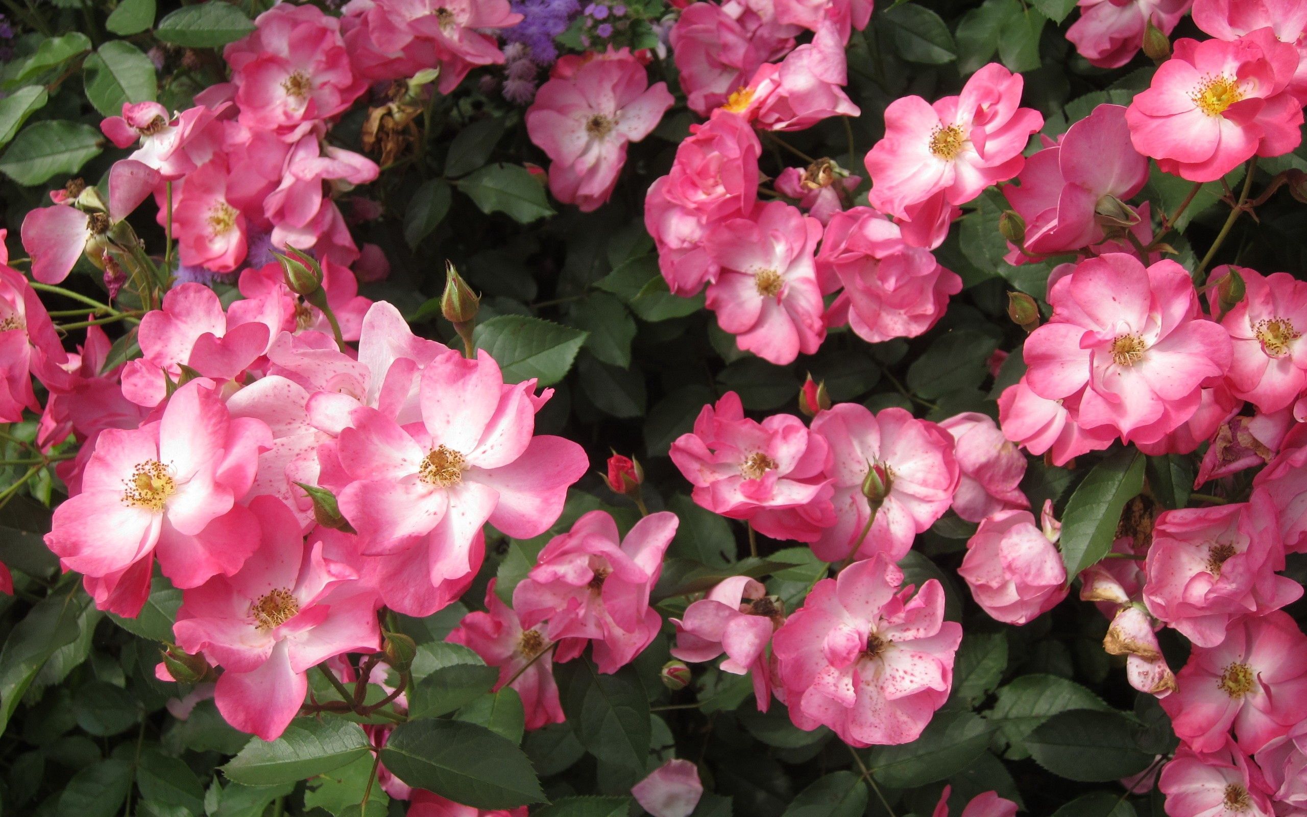 無料モバイル壁紙フラワーズ, 葉, イバラ, ブッシュ, 咲く, 開花をダウンロードします。