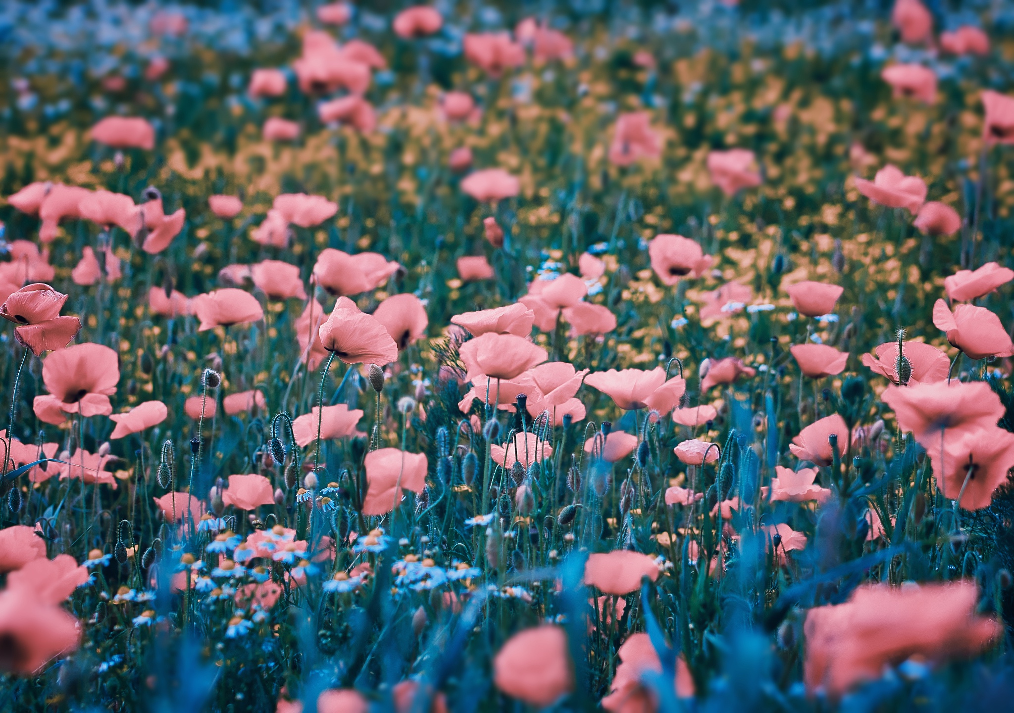 Laden Sie das Blumen, Mohn, Sommer, Blume, Erde/natur, Pinke Blume-Bild kostenlos auf Ihren PC-Desktop herunter