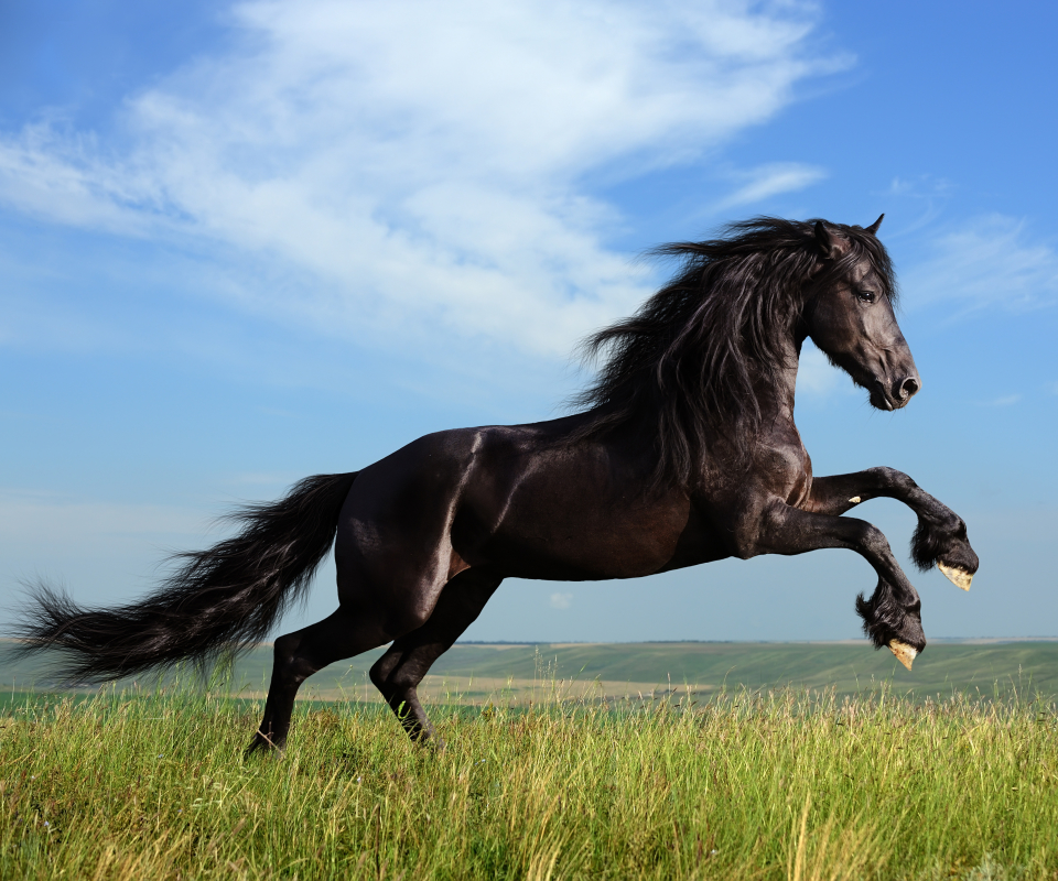 1266623 Hintergrundbild herunterladen tiere, friesisches pferd, pferd, hauspferd - Bildschirmschoner und Bilder kostenlos