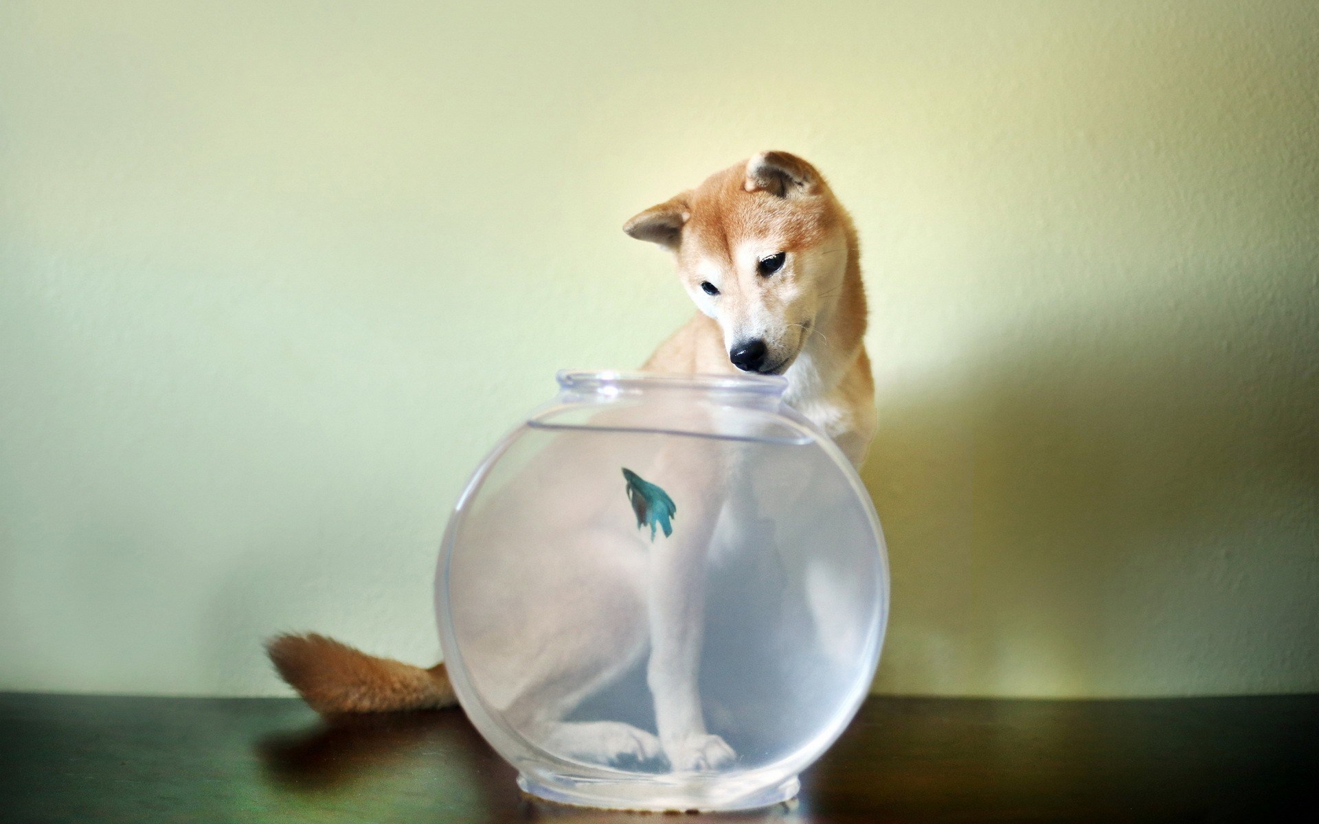 Laden Sie das Tiere, Shiba Inu-Bild kostenlos auf Ihren PC-Desktop herunter