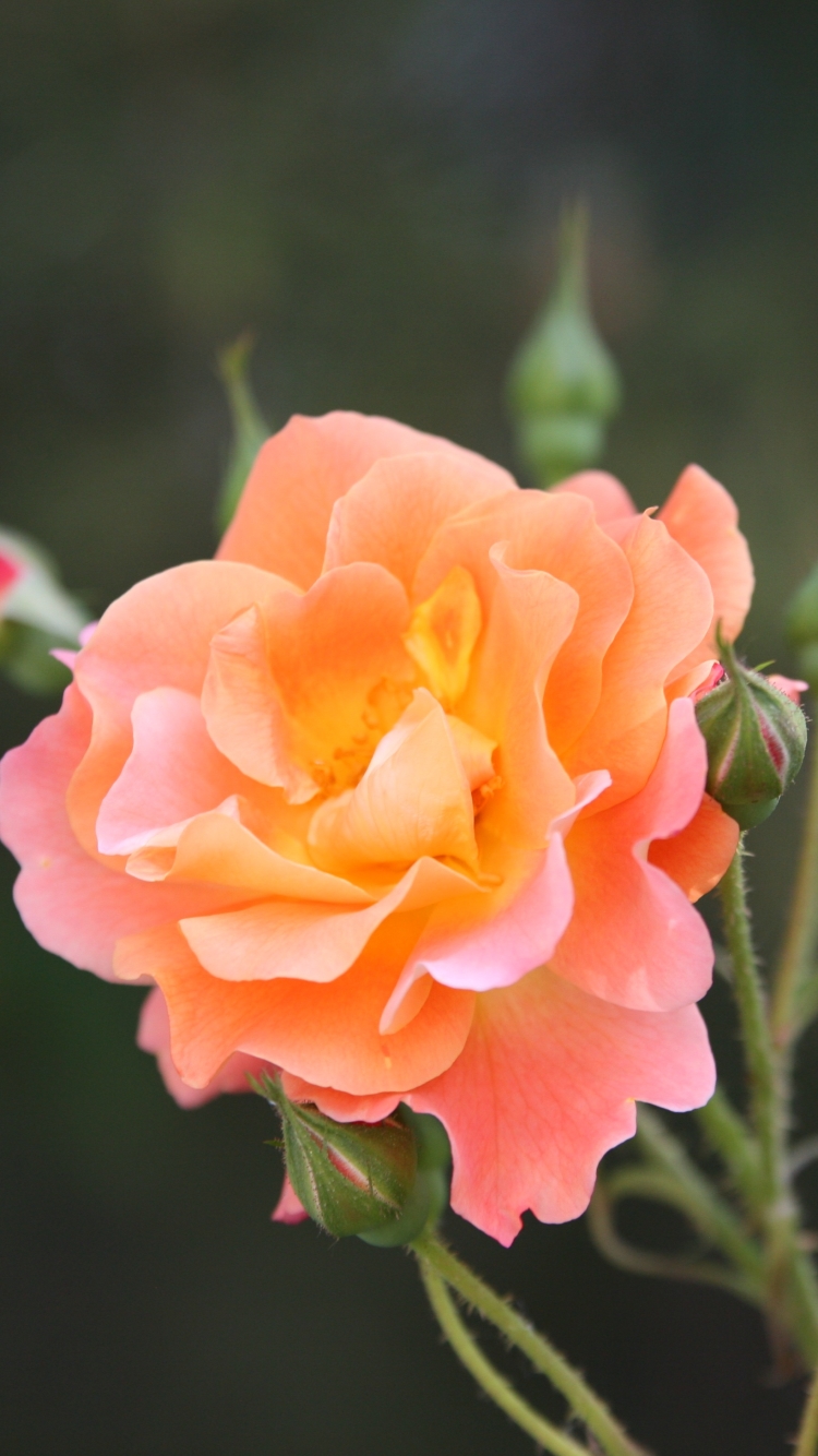 Download mobile wallpaper Nature, Flowers, Flower, Rose, Bud, Blur, Earth, Orange Flower for free.