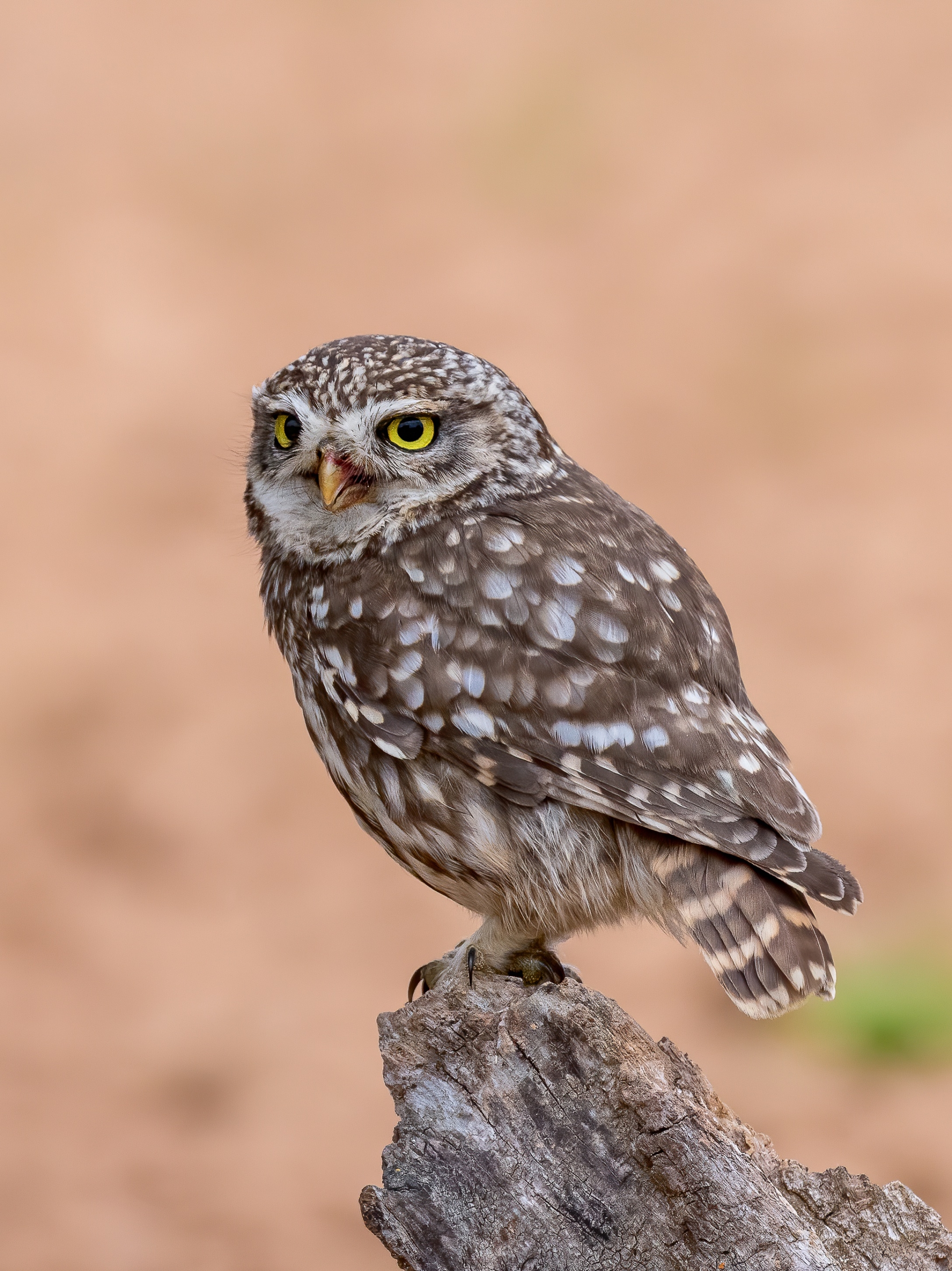 無料モバイル壁紙動物, 鳥, フクロウをダウンロードします。