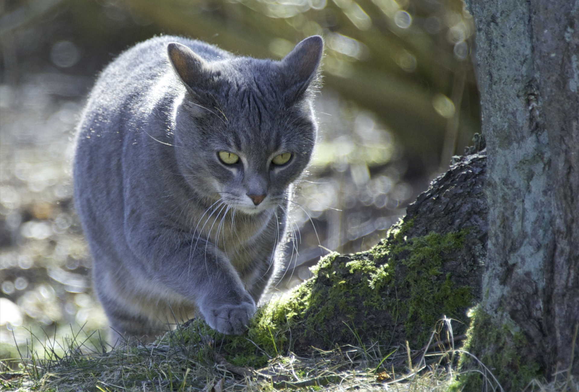 Descarga gratuita de fondo de pantalla para móvil de Animales, Gatos, Gato.