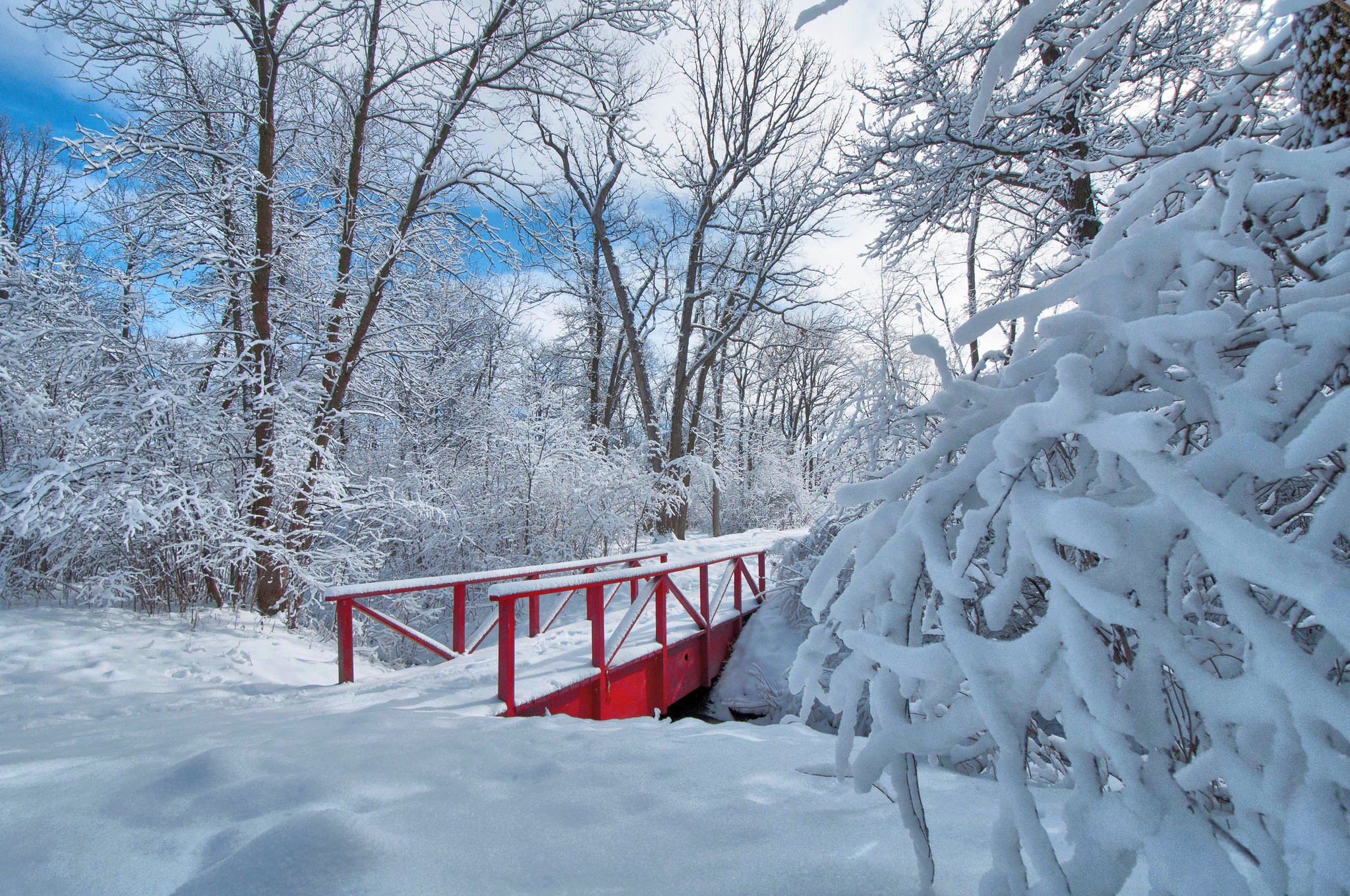 Скачати мобільні шпалери Зима, Сніг, Парк, Дерево, Земля, Фотографія безкоштовно.