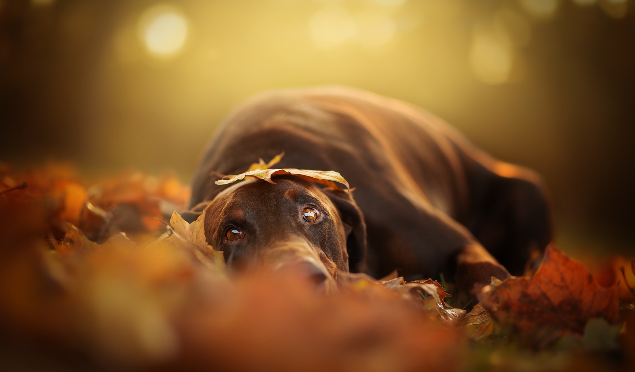 Download mobile wallpaper Dogs, Dog, Leaf, Fall, Animal, Stare, Depth Of Field for free.
