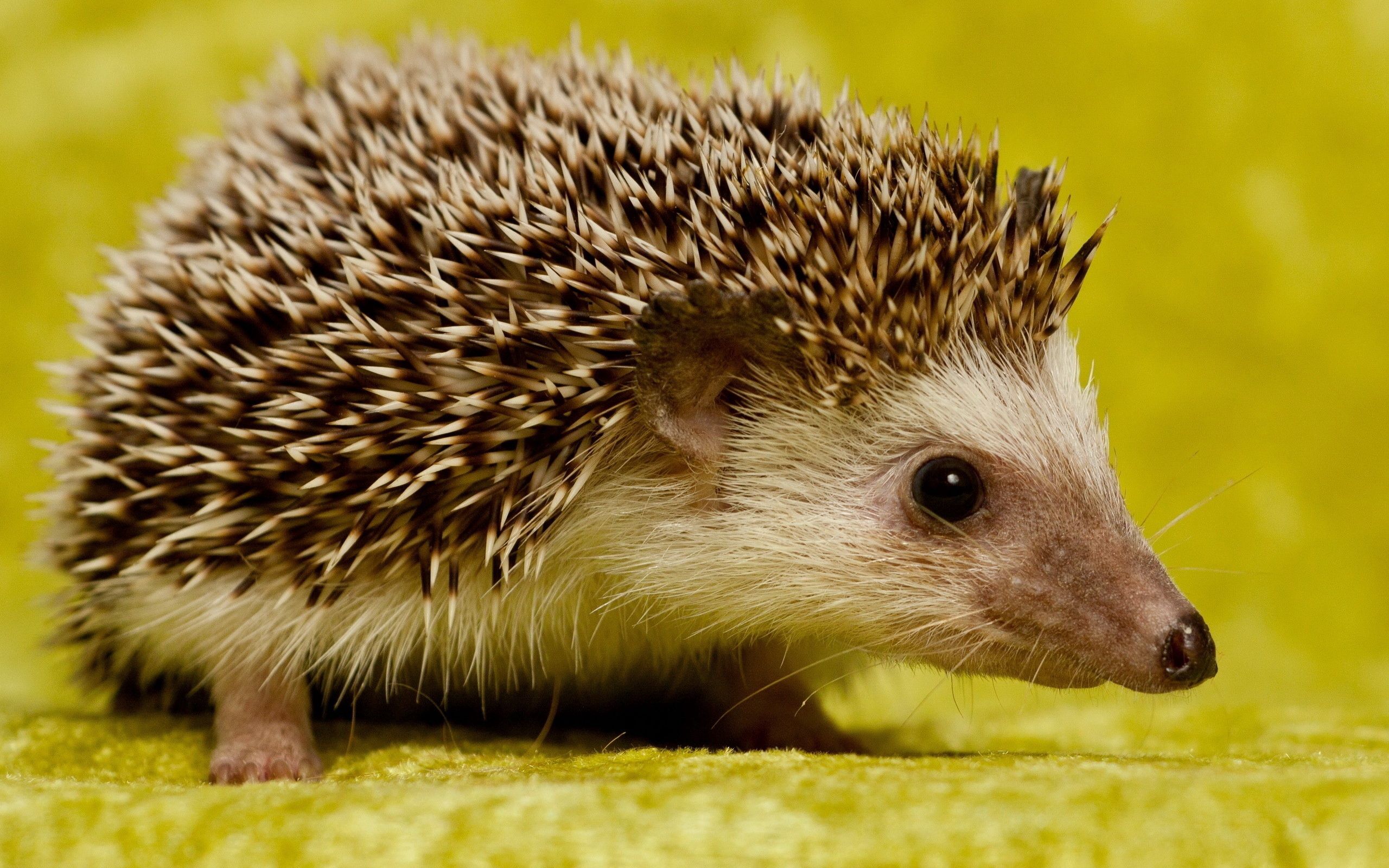 animals, muzzle, thorns, prickles, hedgehog wallpapers for tablet