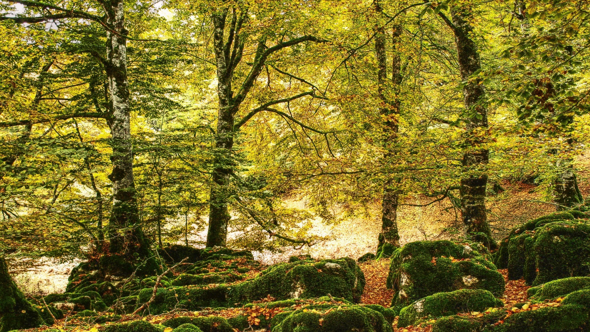 Free download wallpaper Forest, Earth on your PC desktop