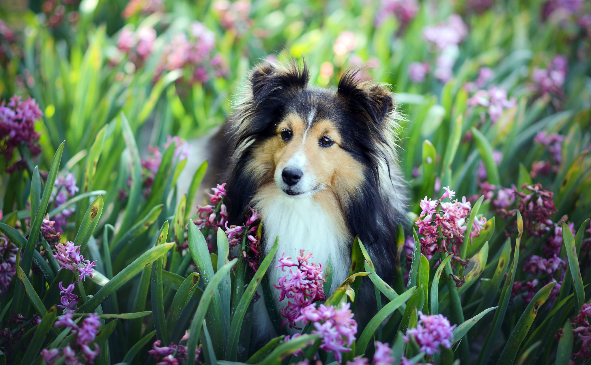 animal, shetland sheepdog, dog, flower, pink flower, dogs