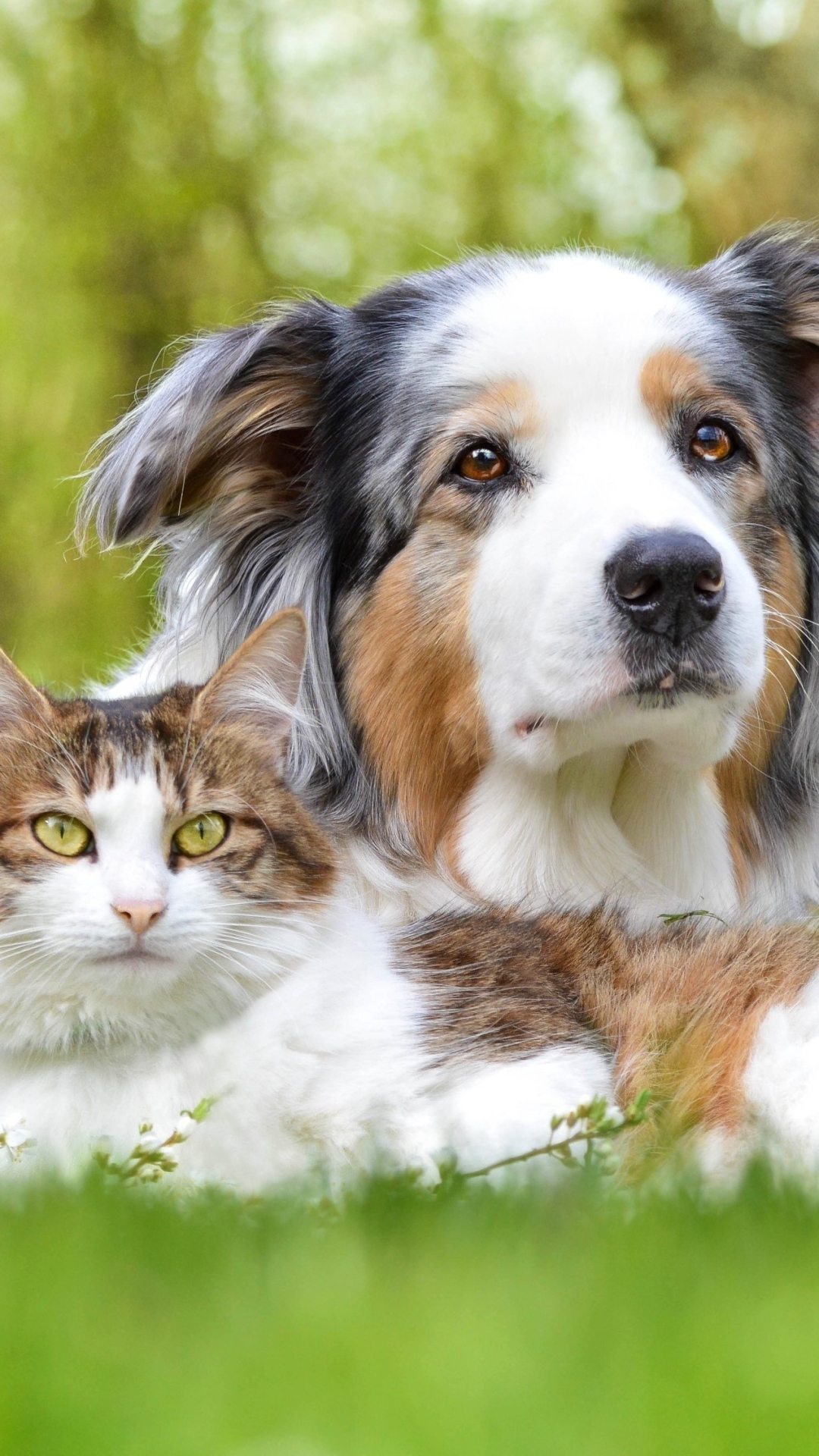 Download mobile wallpaper Cat, Dog, Animal, Australian Shepherd, Cute, Cat & Dog for free.