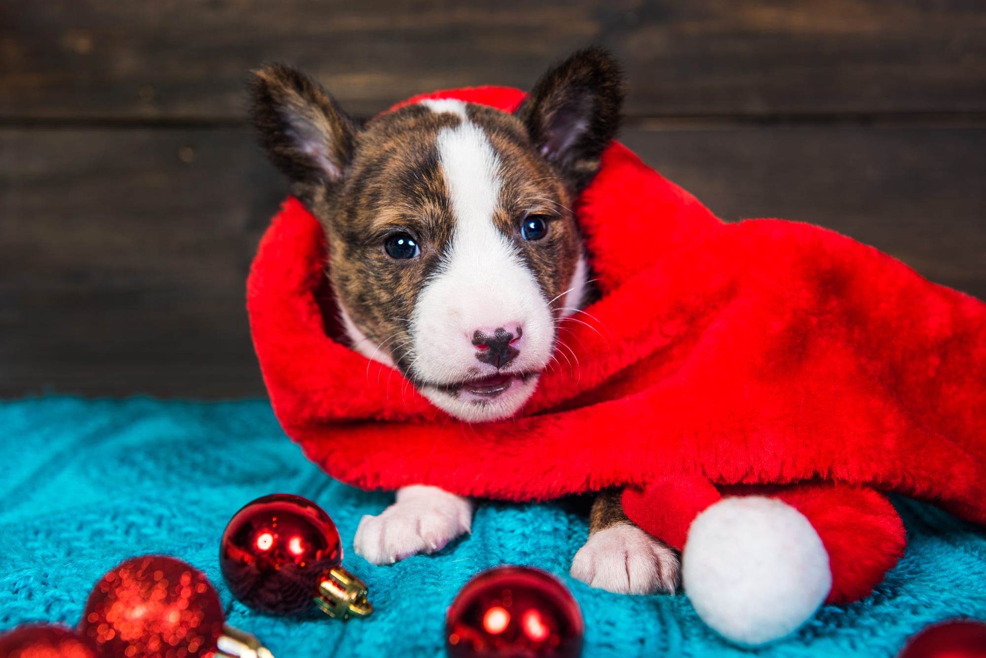 Download mobile wallpaper Dogs, Dog, Christmas, Animal, Puppy, Pit Bull, Baby Animal for free.