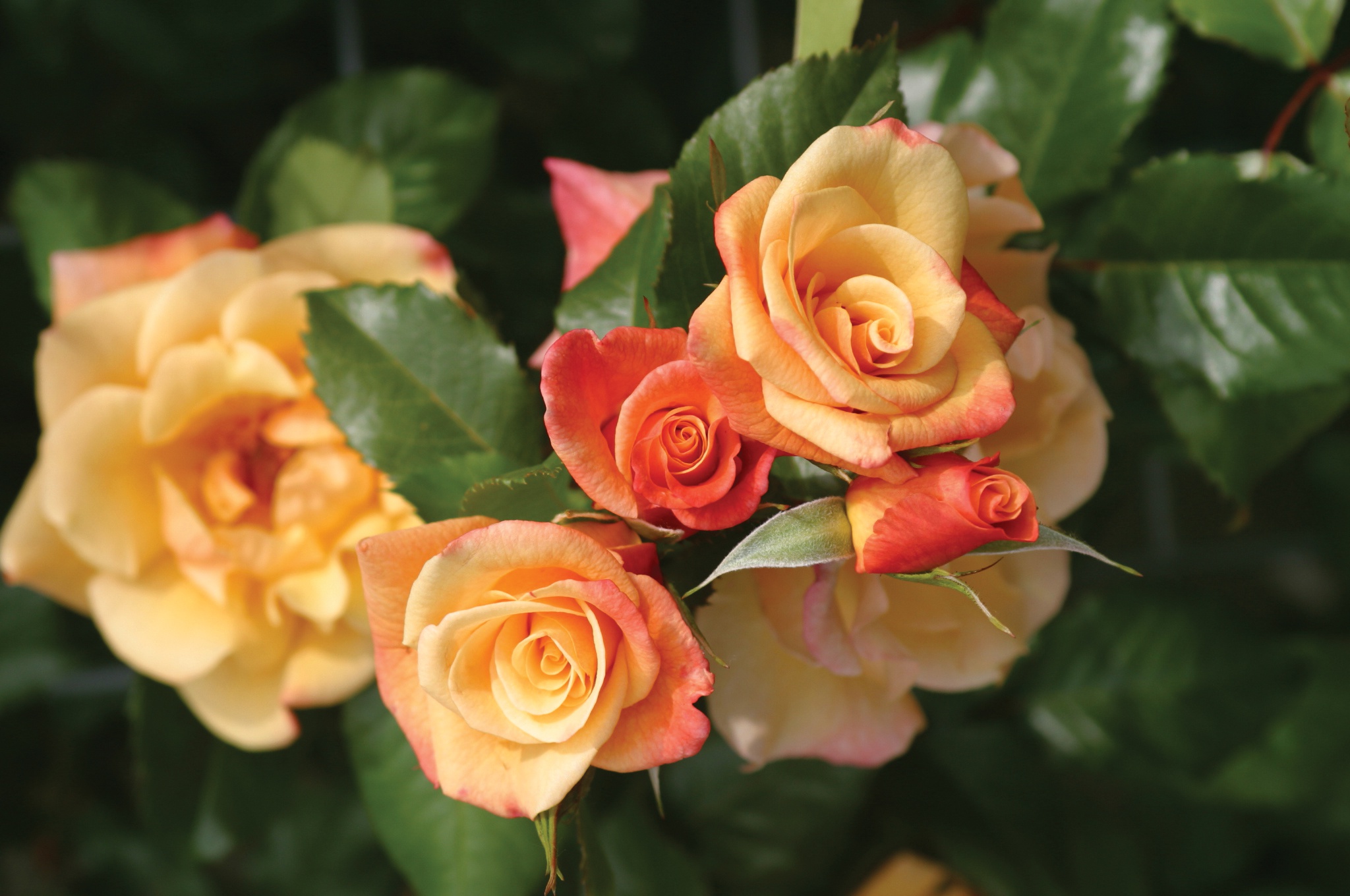 Завантажити шпалери безкоштовно Природа, Квітка, Роза, Земля, Квітка Персика, Флауерзи картинка на робочий стіл ПК