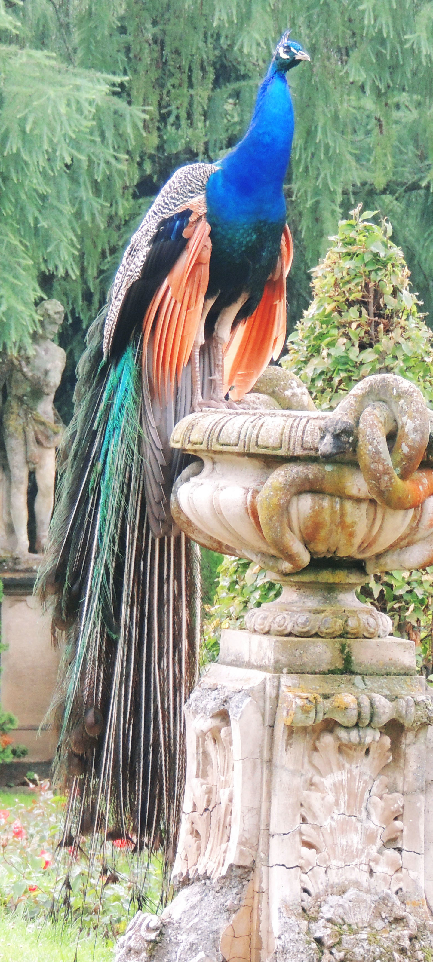 Baixe gratuitamente a imagem Animais, Aves, Pavão na área de trabalho do seu PC