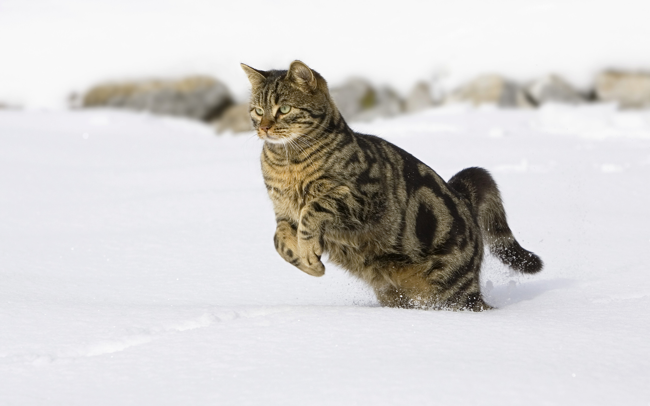 Descarga gratuita de fondo de pantalla para móvil de Animales, Gato.