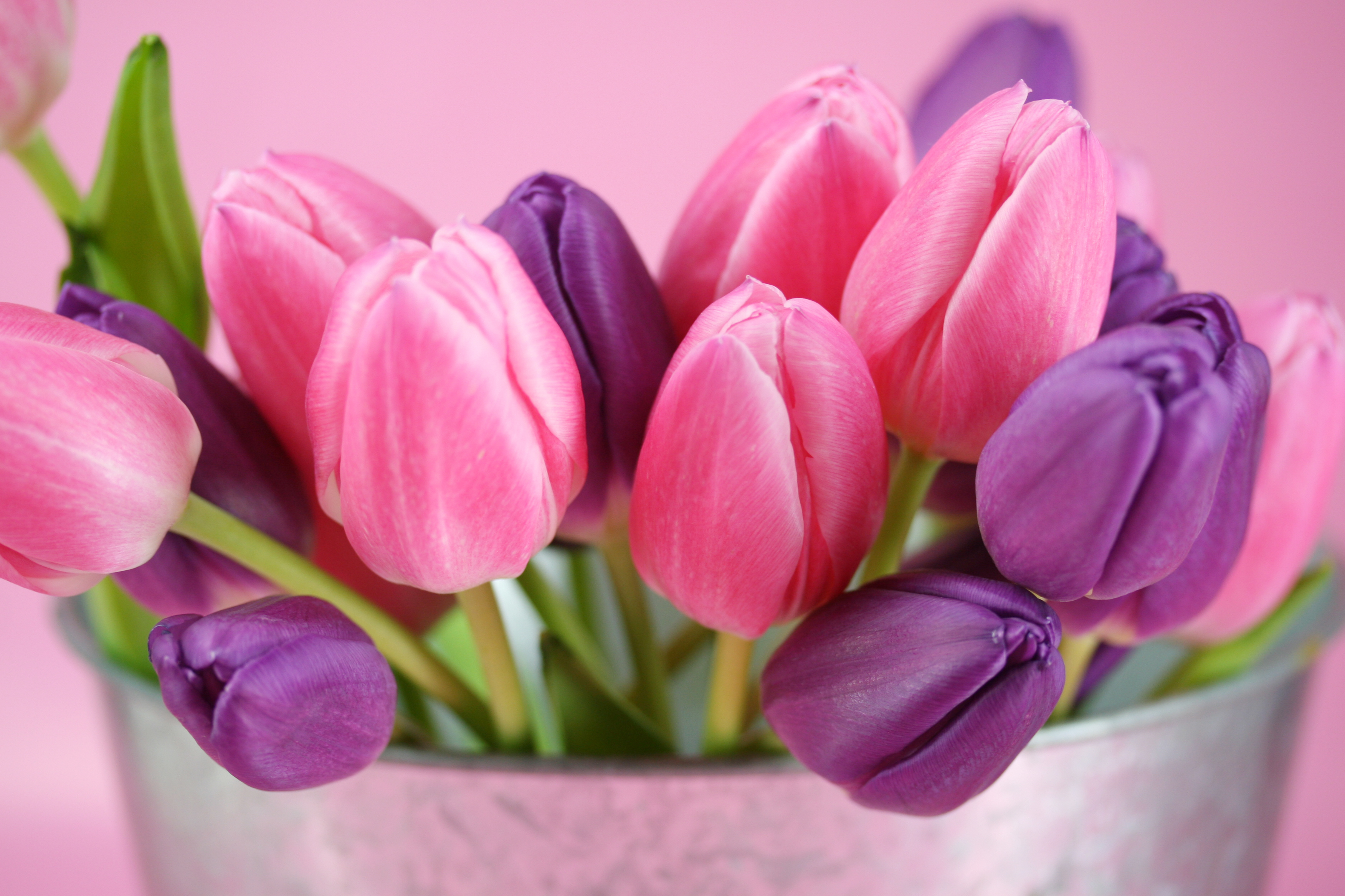 Téléchargez gratuitement l'image Fleur, Tulipe, Construction Humaine sur le bureau de votre PC