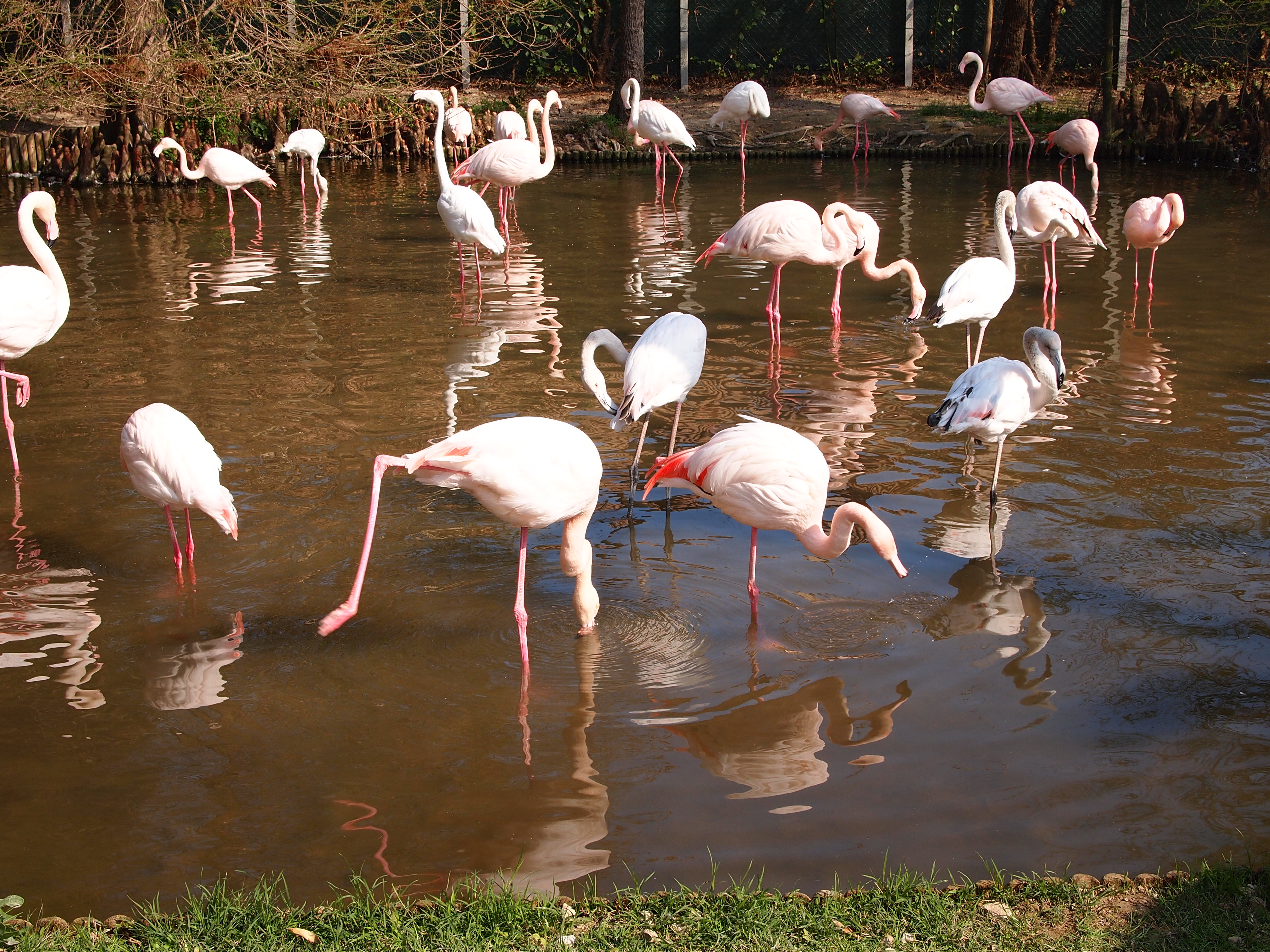 Handy-Wallpaper Tiere, Flamingo kostenlos herunterladen.
