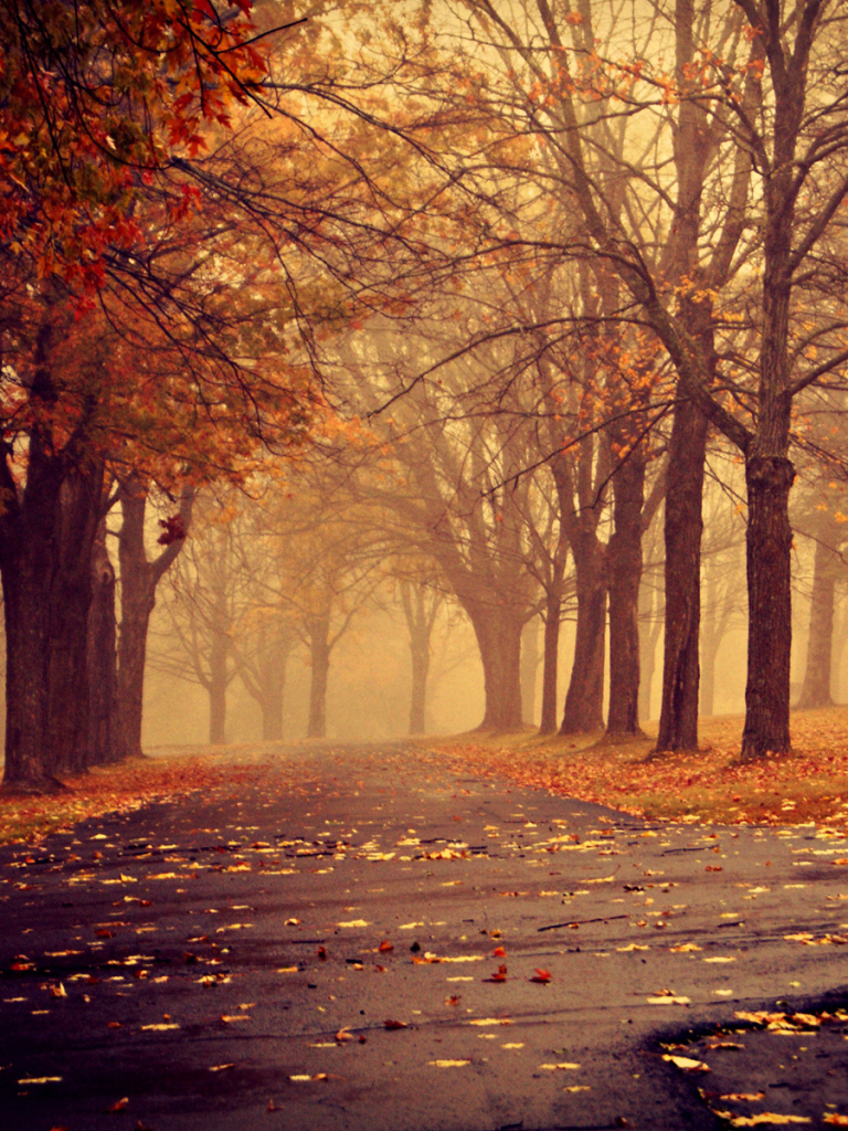 Descarga gratuita de fondo de pantalla para móvil de Naturaleza, Otoño, Hoja, Fotografía, Temporada.