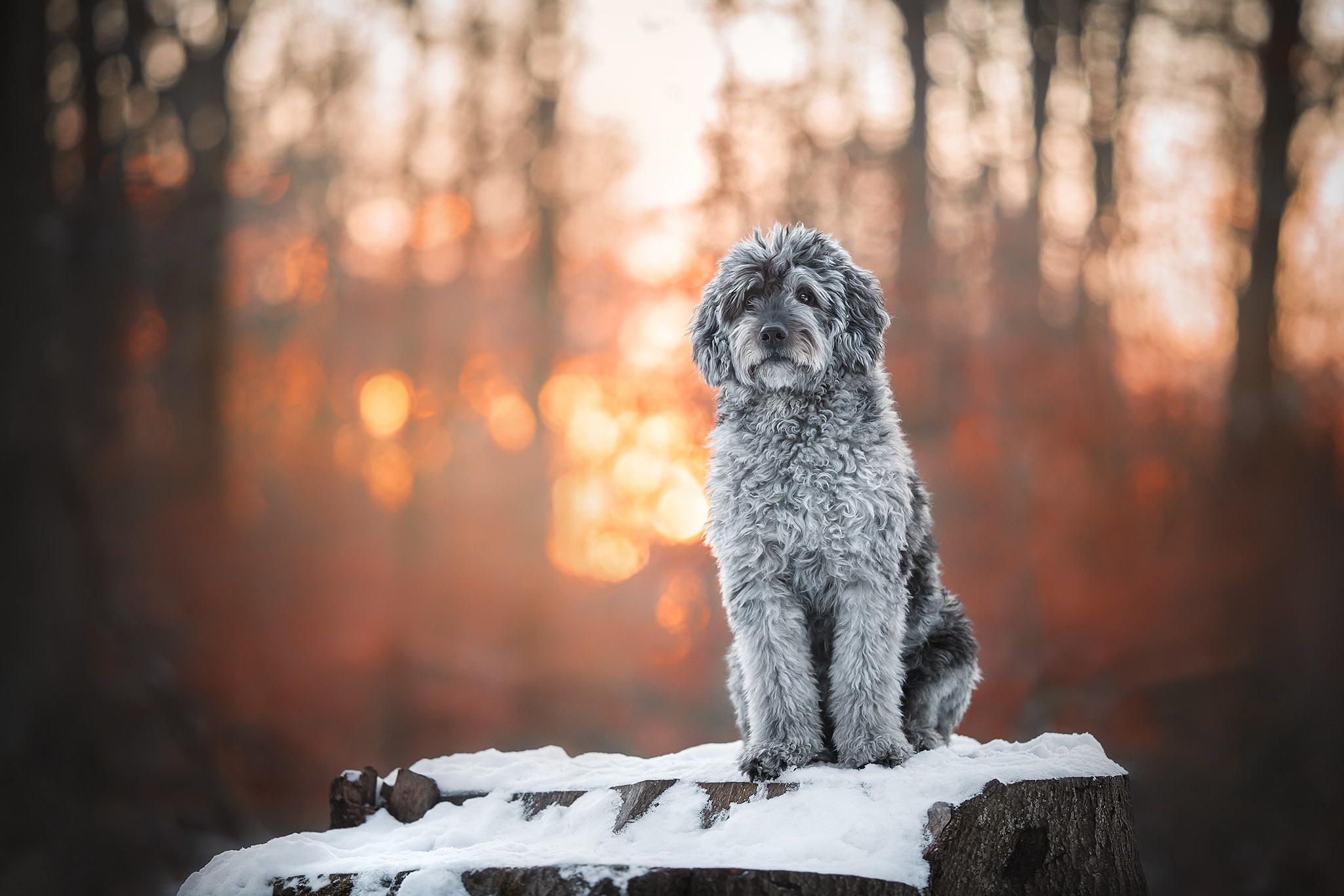 Descarga gratuita de fondo de pantalla para móvil de Animales, Perros, Perro, Profundidad De Campo.