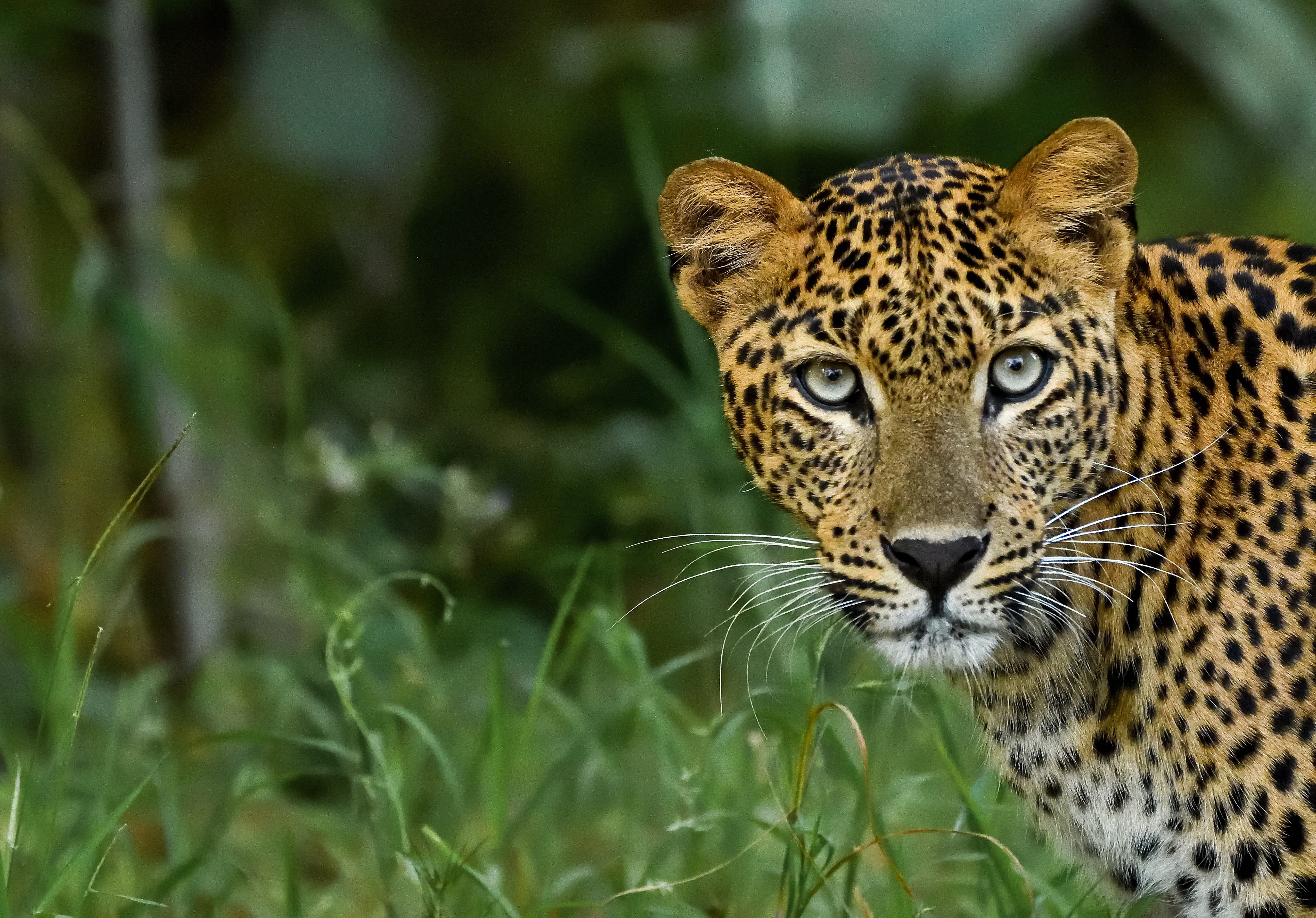 113946 скачать картинку леопард, большая кошка, животные, пятнистый, хищник, взгляд - обои и заставки бесплатно