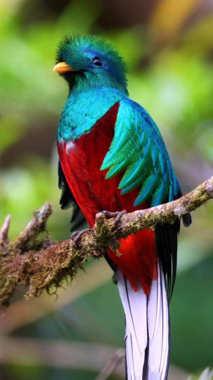 1107667 descargar fondo de pantalla quetzal de guatemala, quetzal, animales, aves: protectores de pantalla e imágenes gratis