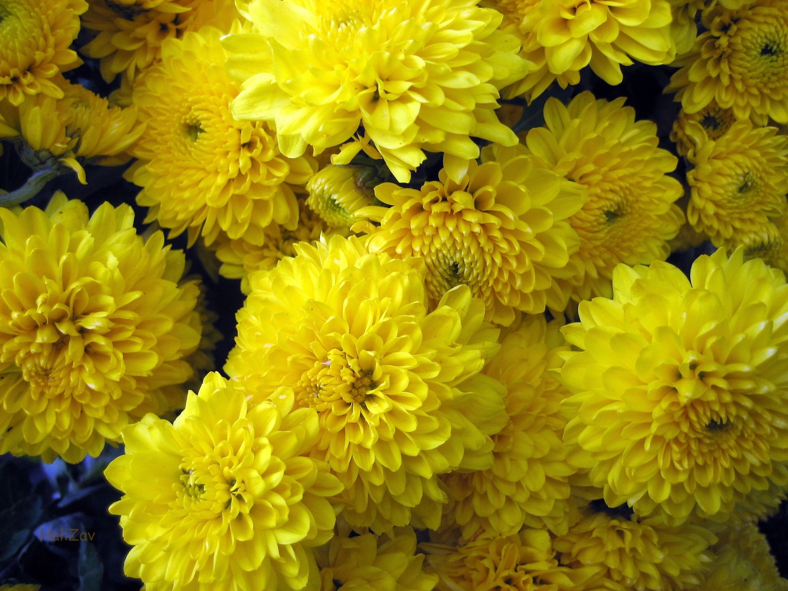 Téléchargez gratuitement l'image Plantes, Fleurs, Chrysanthème sur le bureau de votre PC