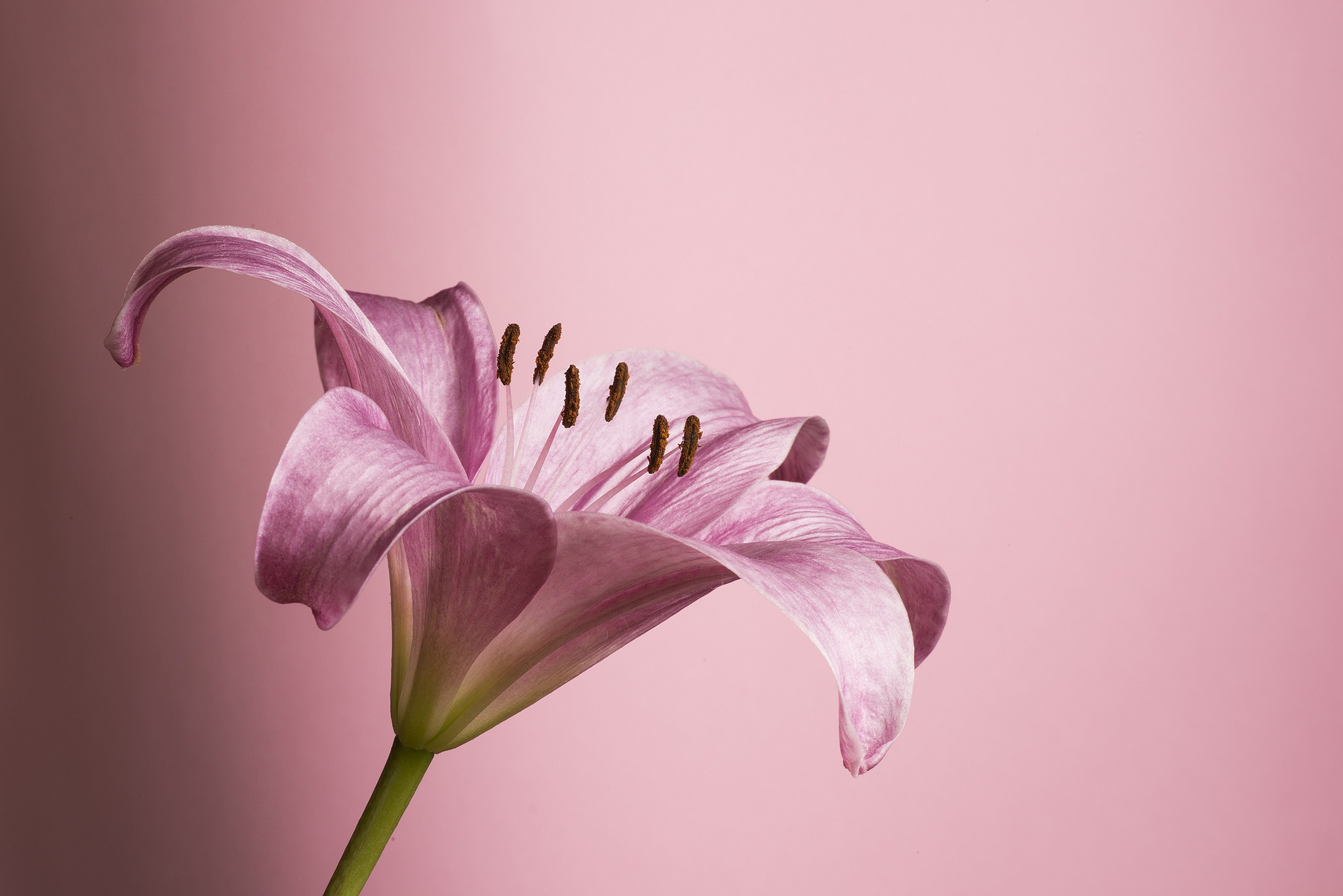 Laden Sie das Blumen, Blume, Lilie, Erde/natur, Pinke Blume-Bild kostenlos auf Ihren PC-Desktop herunter