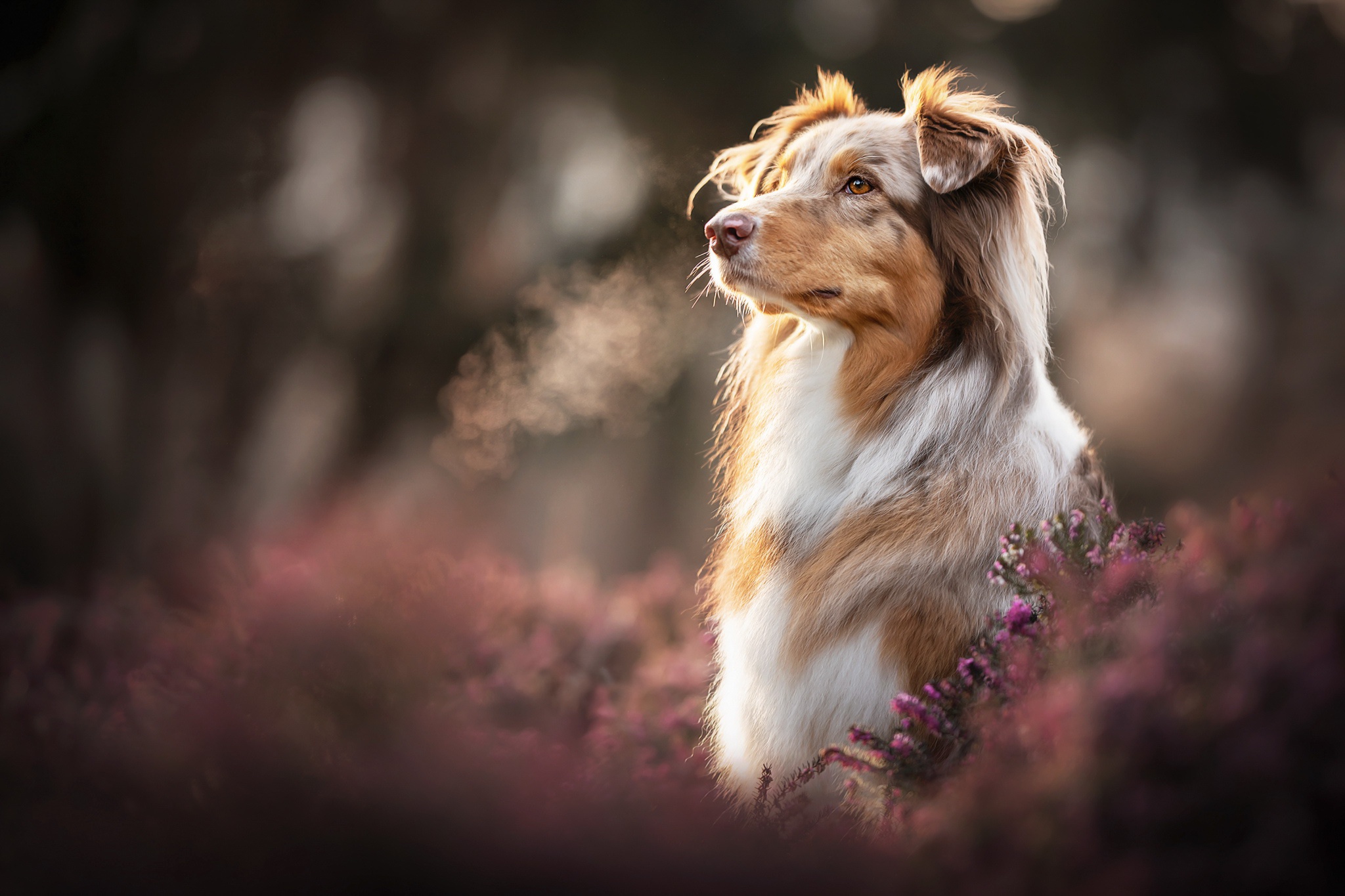 Free download wallpaper Dogs, Dog, Animal, Australian Shepherd on your PC desktop