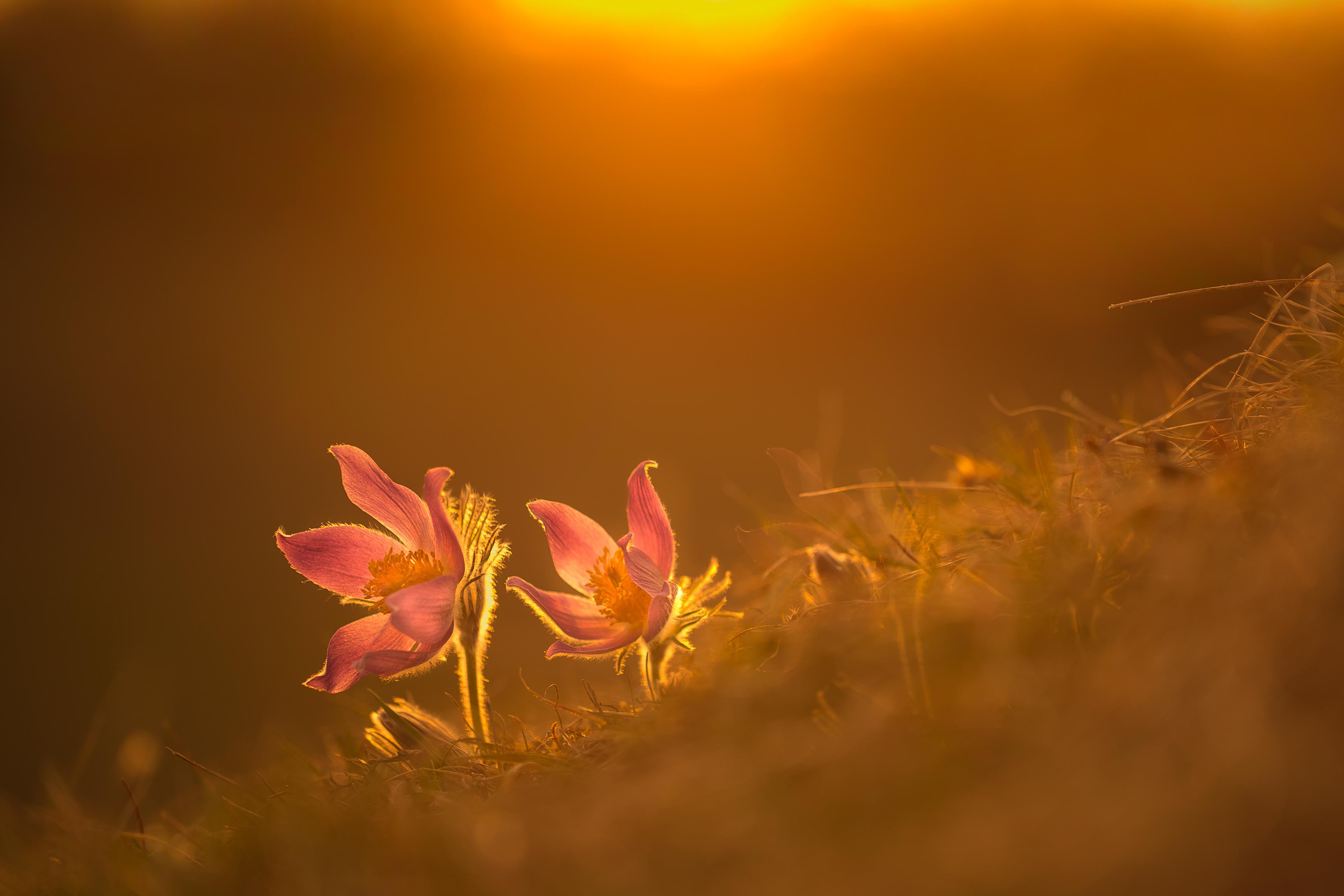 Download mobile wallpaper Nature, Flowers, Flower, Blur, Close Up, Earth, Sunny, Pink Flower for free.
