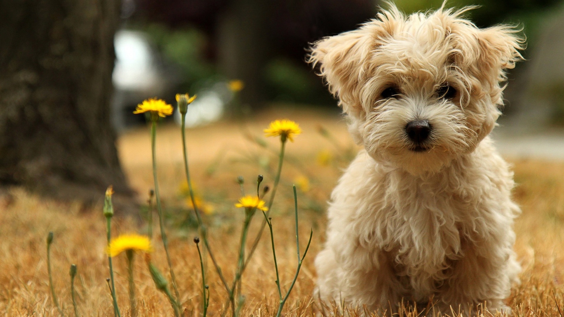 Download mobile wallpaper Dog, Animal for free.