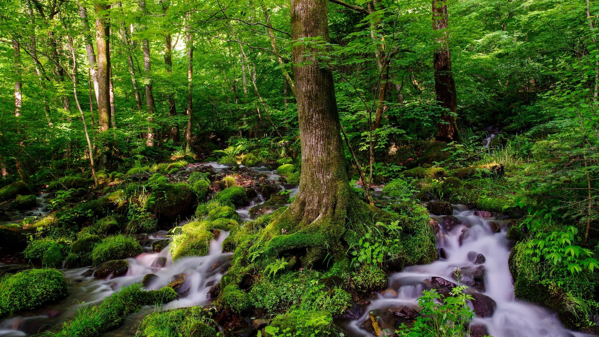 Скачать картинку Лес, Дерево, Зеленый, Мох, Ручей, Земля/природа в телефон бесплатно.