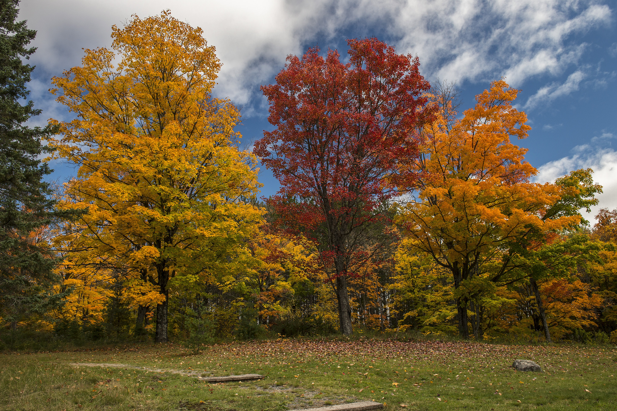 Скачать картинку Деревья, Осень, Дерево, Цвета, Красочный, Земля/природа в телефон бесплатно.