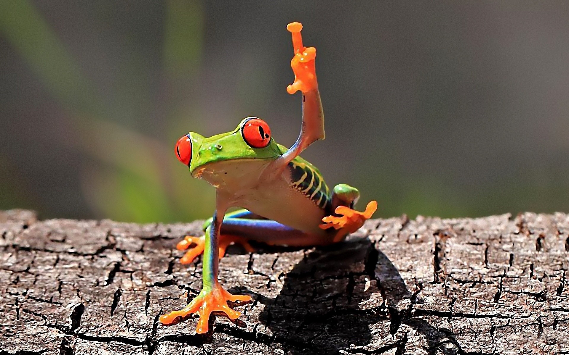 frogs, funny, animal, red eyed tree frog, cute, humor