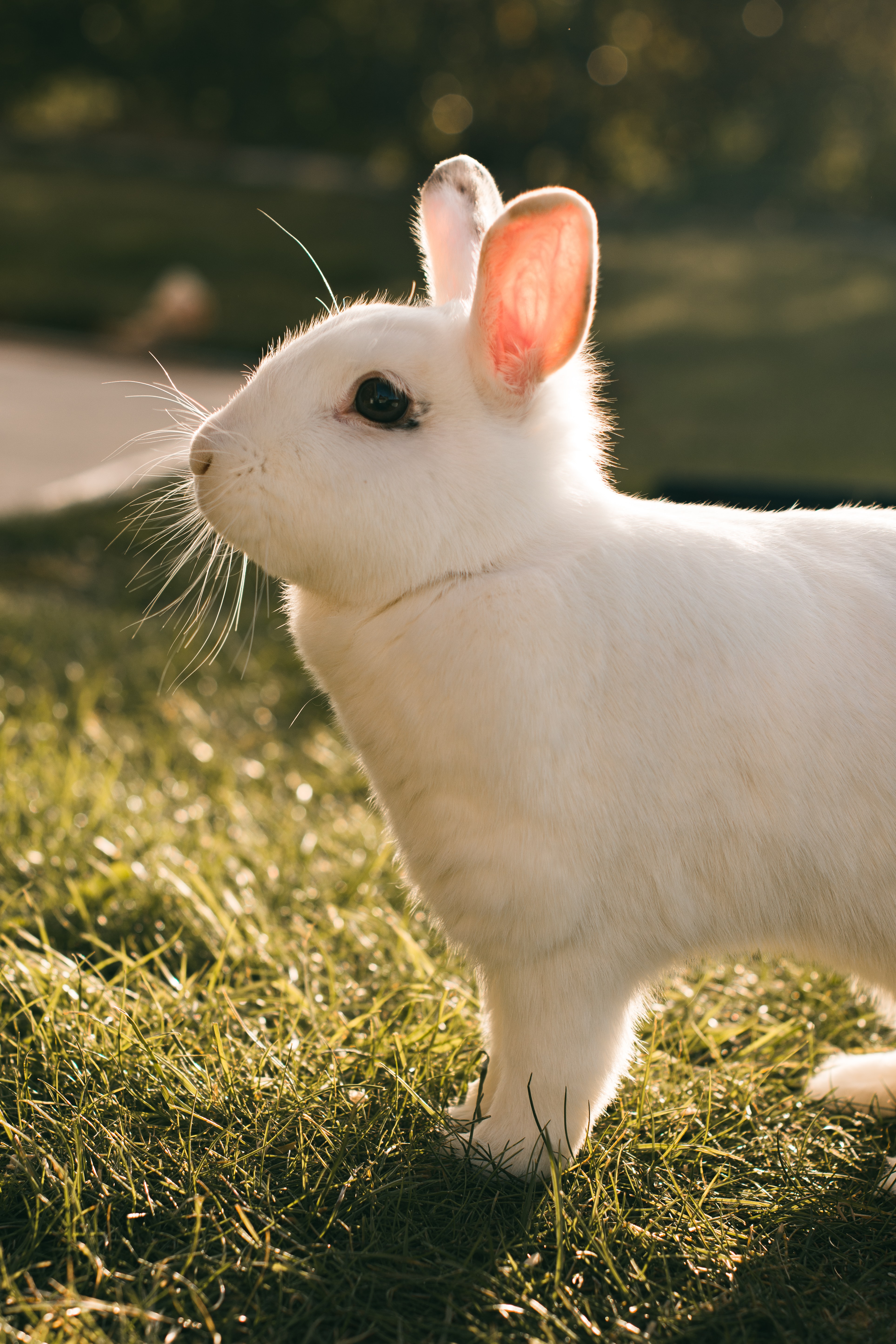 PCデスクトップに動物, 白い, プロフィール, 兎, 野ウサギ, ウサギ画像を無料でダウンロード