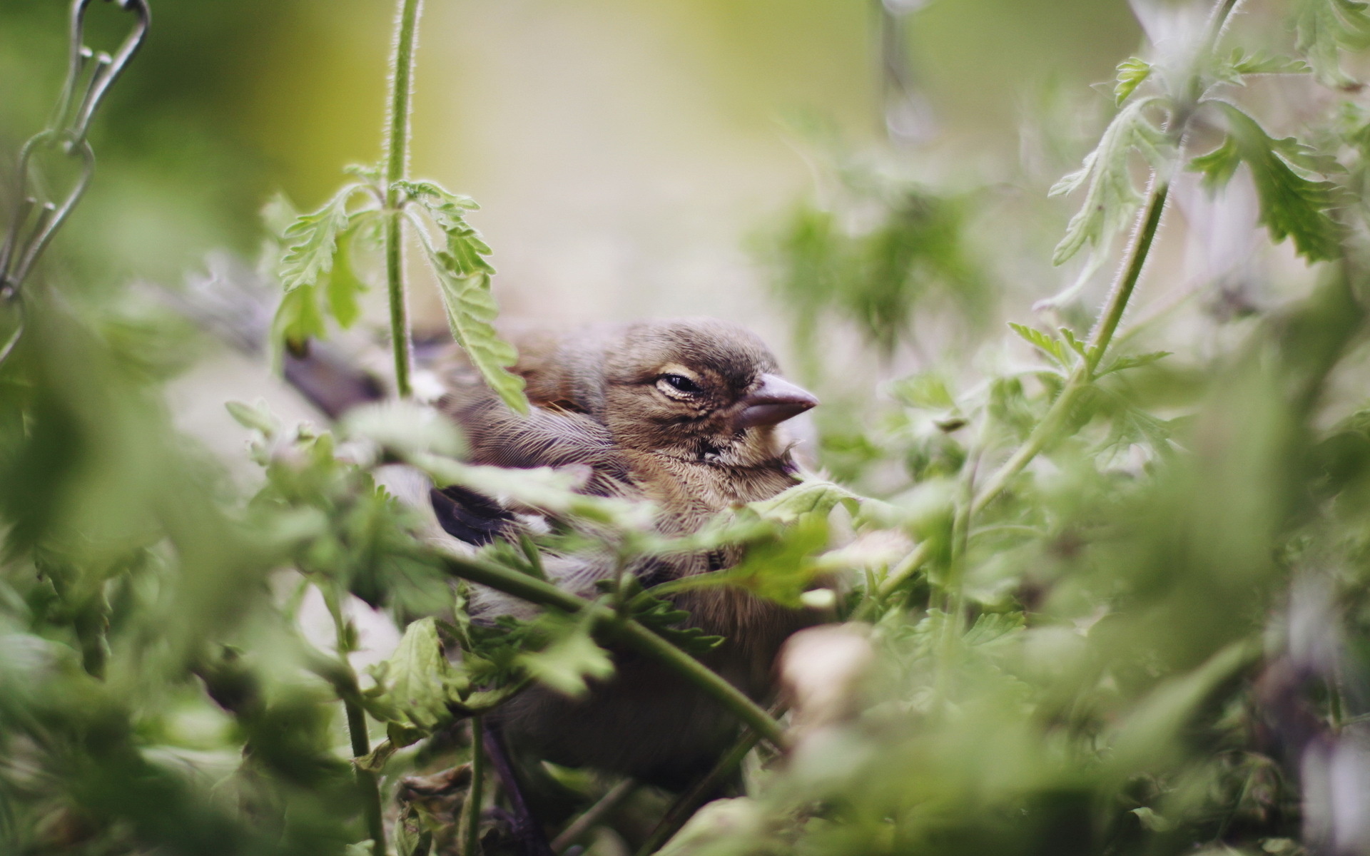 Téléchargez des papiers peints mobile Animaux, Oiseau, Des Oiseaux gratuitement.